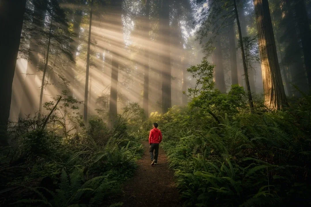 A person in a red hoodie walking along a forest trail with sunlight streaming through tall trees and green foliage.