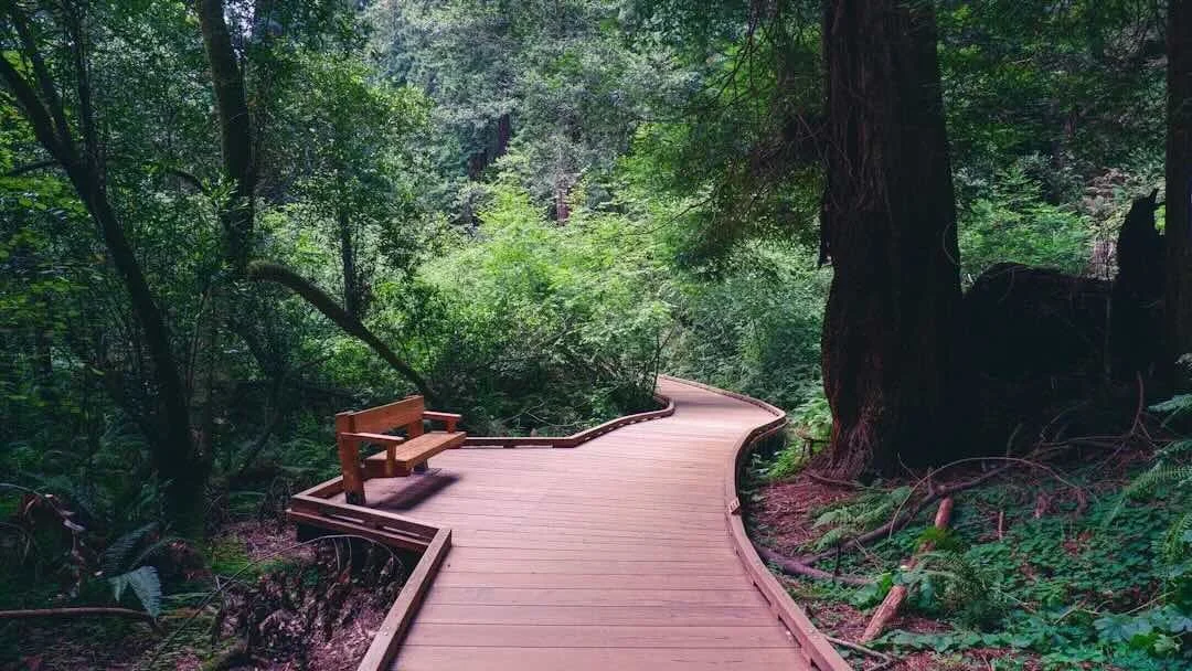 Winding wooden pathway through a lush green forest with a wooden bench along the side.