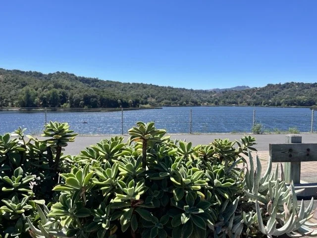 A scenic view of a lake with green hills in the background, a clear blue sky, and a foreground of succulent plants near a wooden bench.