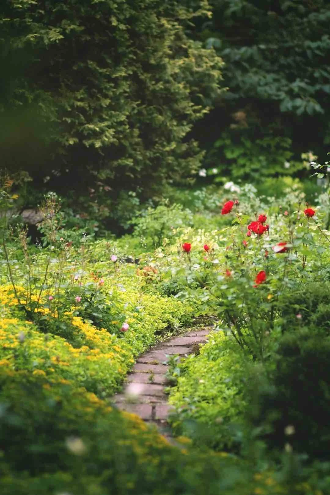 Brick pathway in garden filled with lush greenery, flowers that are red, yellow, and pink.