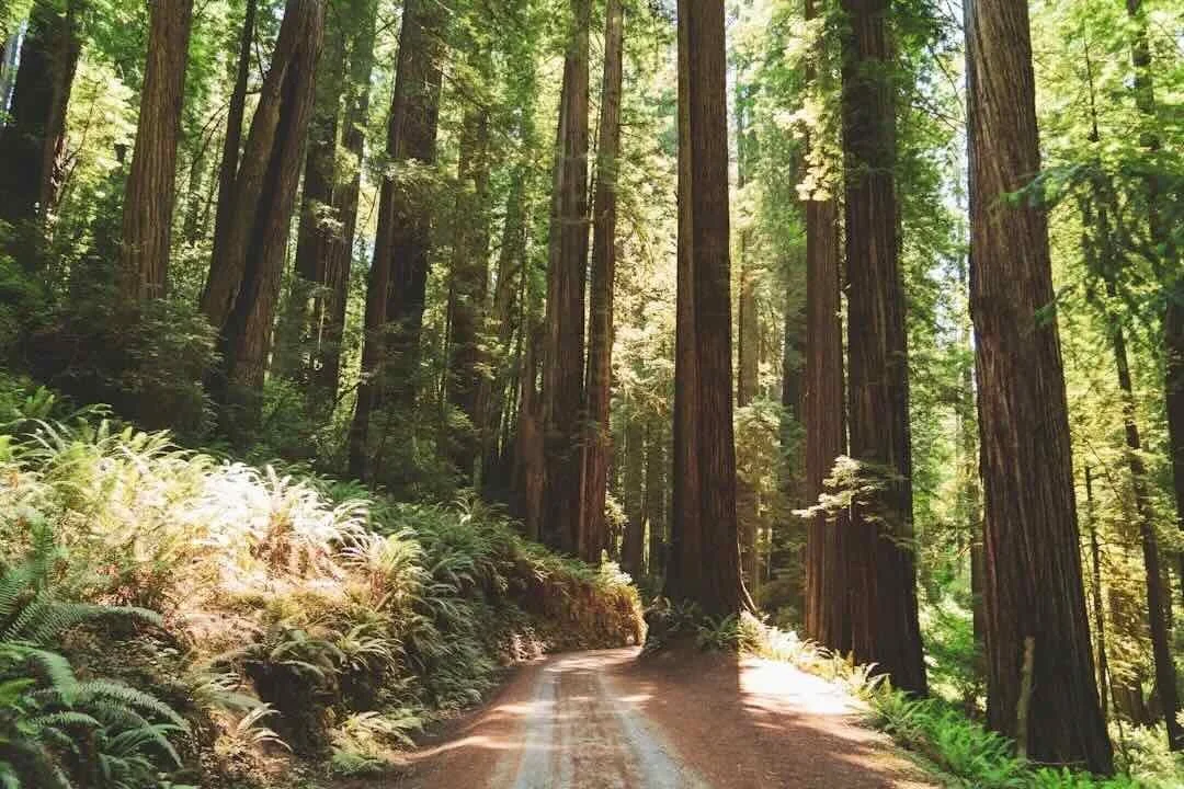 A dirt road winding through a dense forest with tall redwood trees and green foliage.