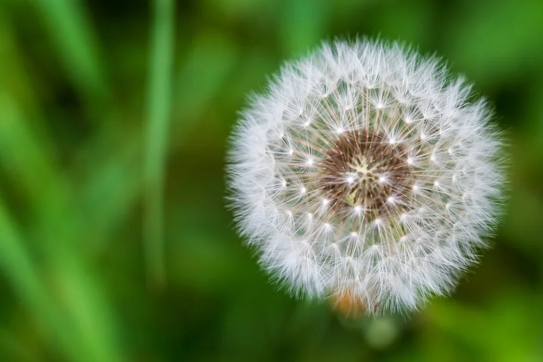 A perfect willow flower with greenery behind it