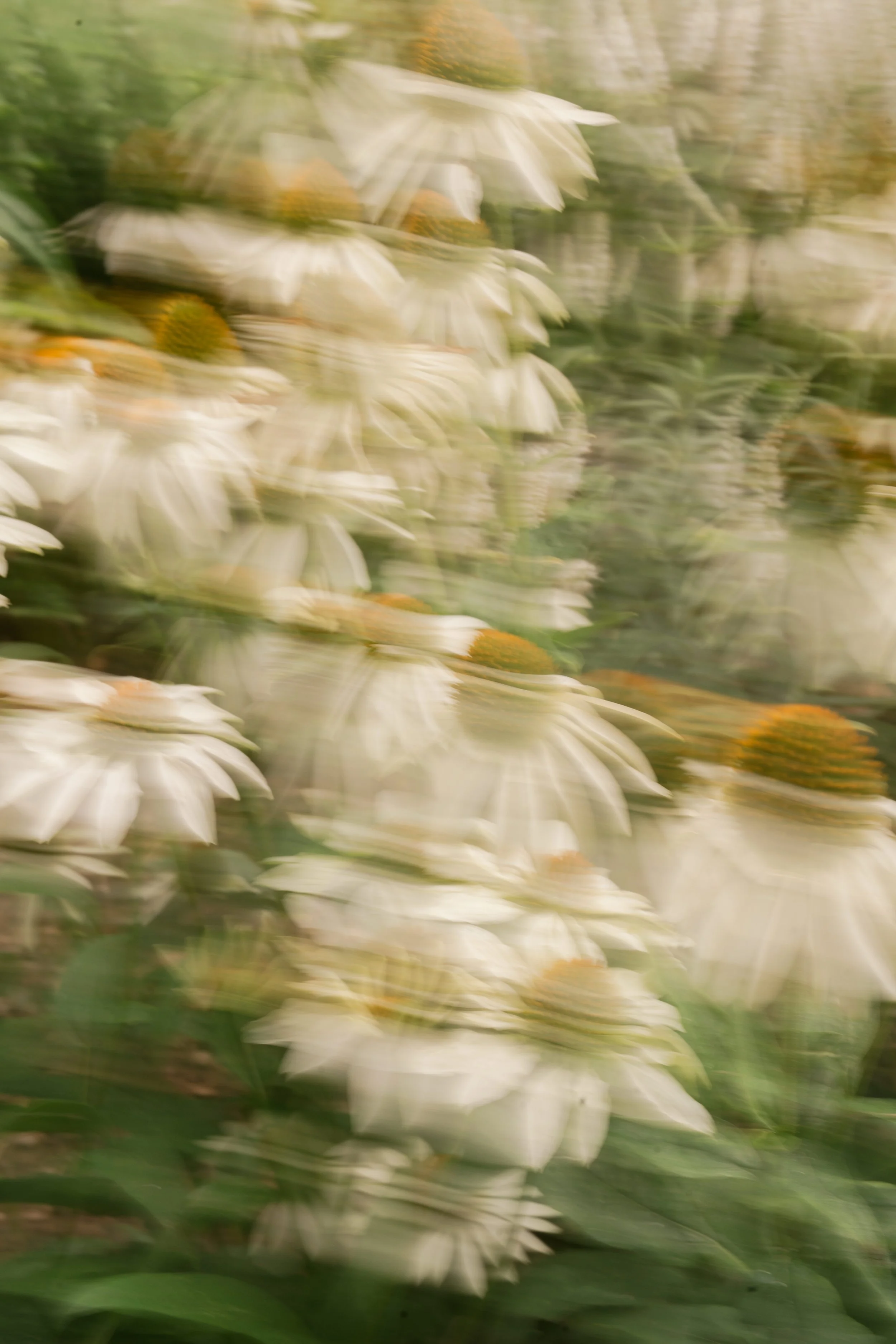 Blurred image of white daisies with yellow centers amidst green foliage.