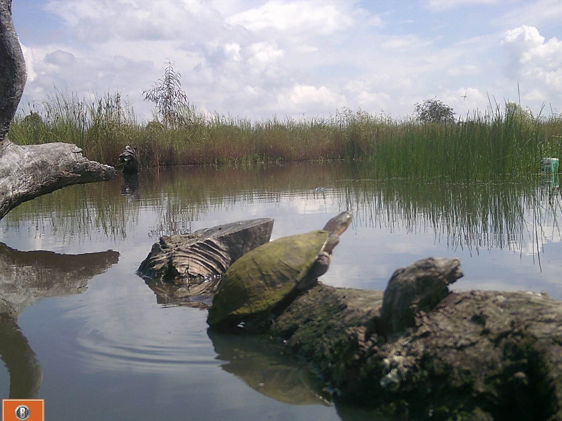 Long-necked turtle at O'Briens