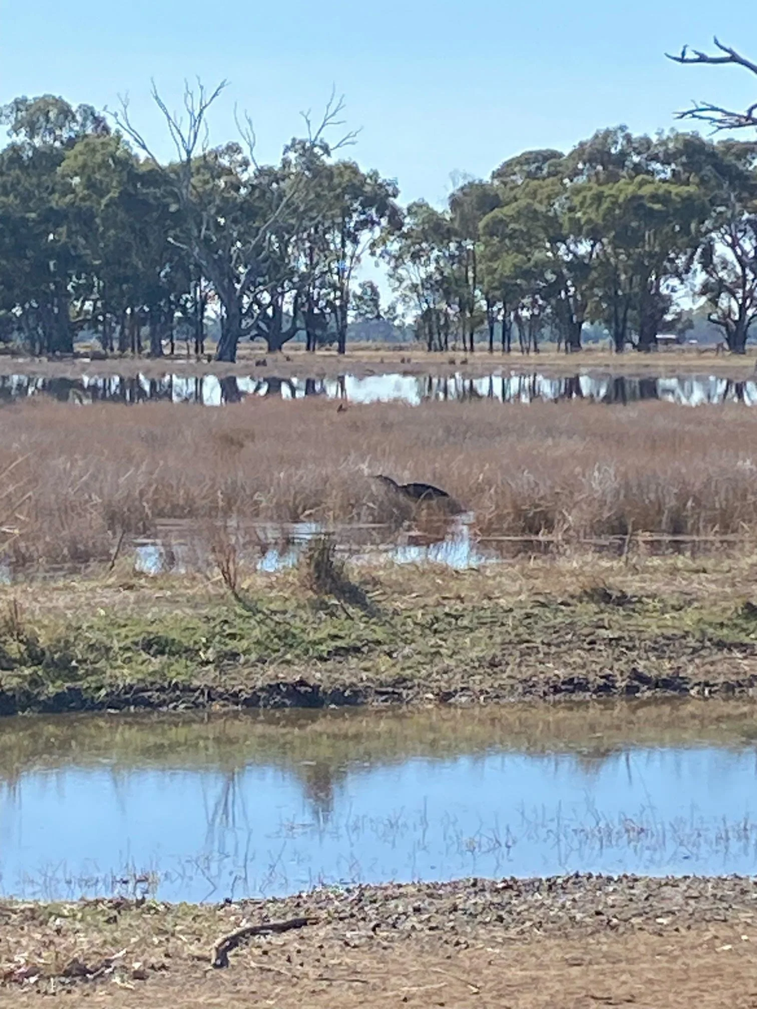 Australasian bitterns image captured by the landholder