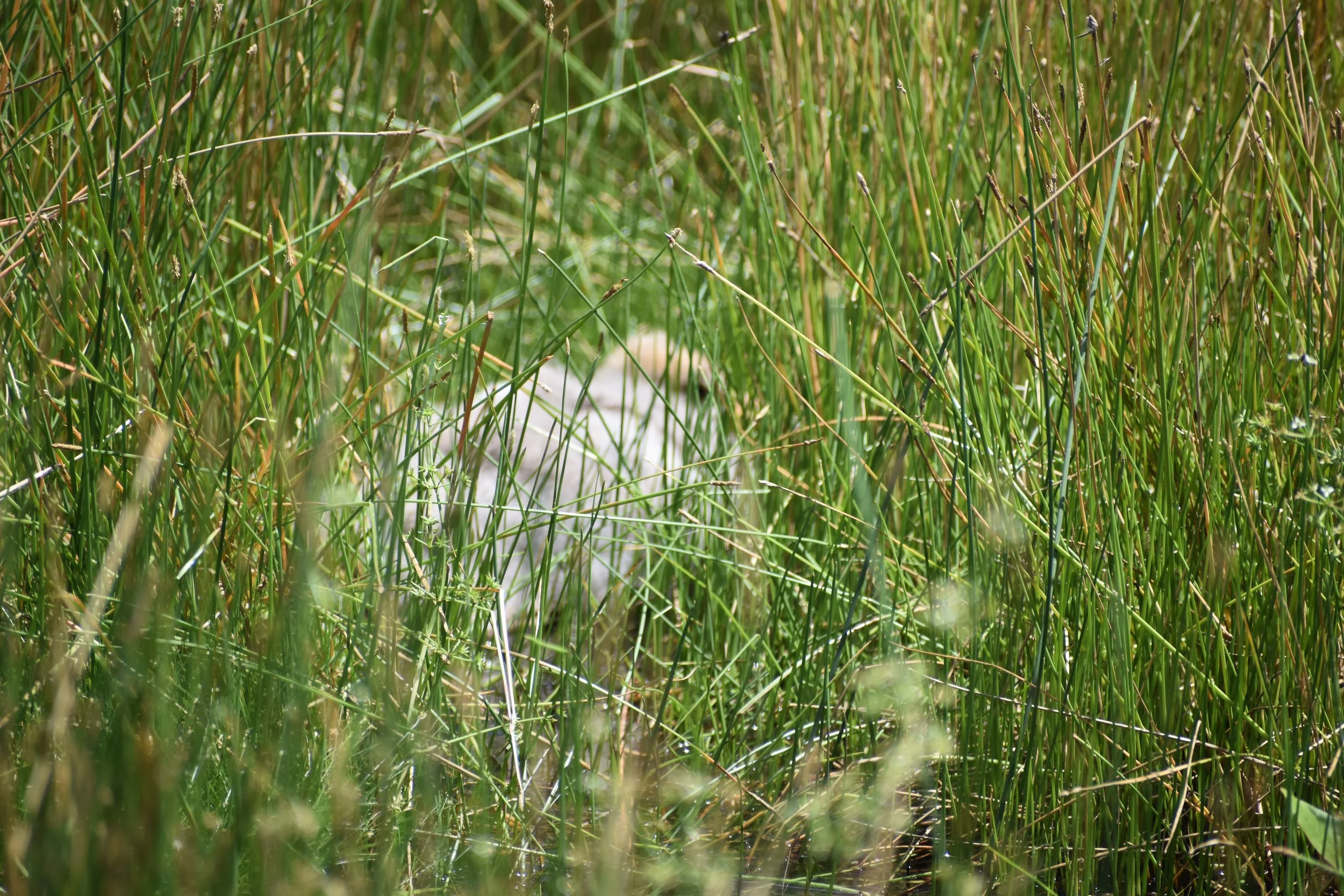 Brolga chick at Weston's Wetland