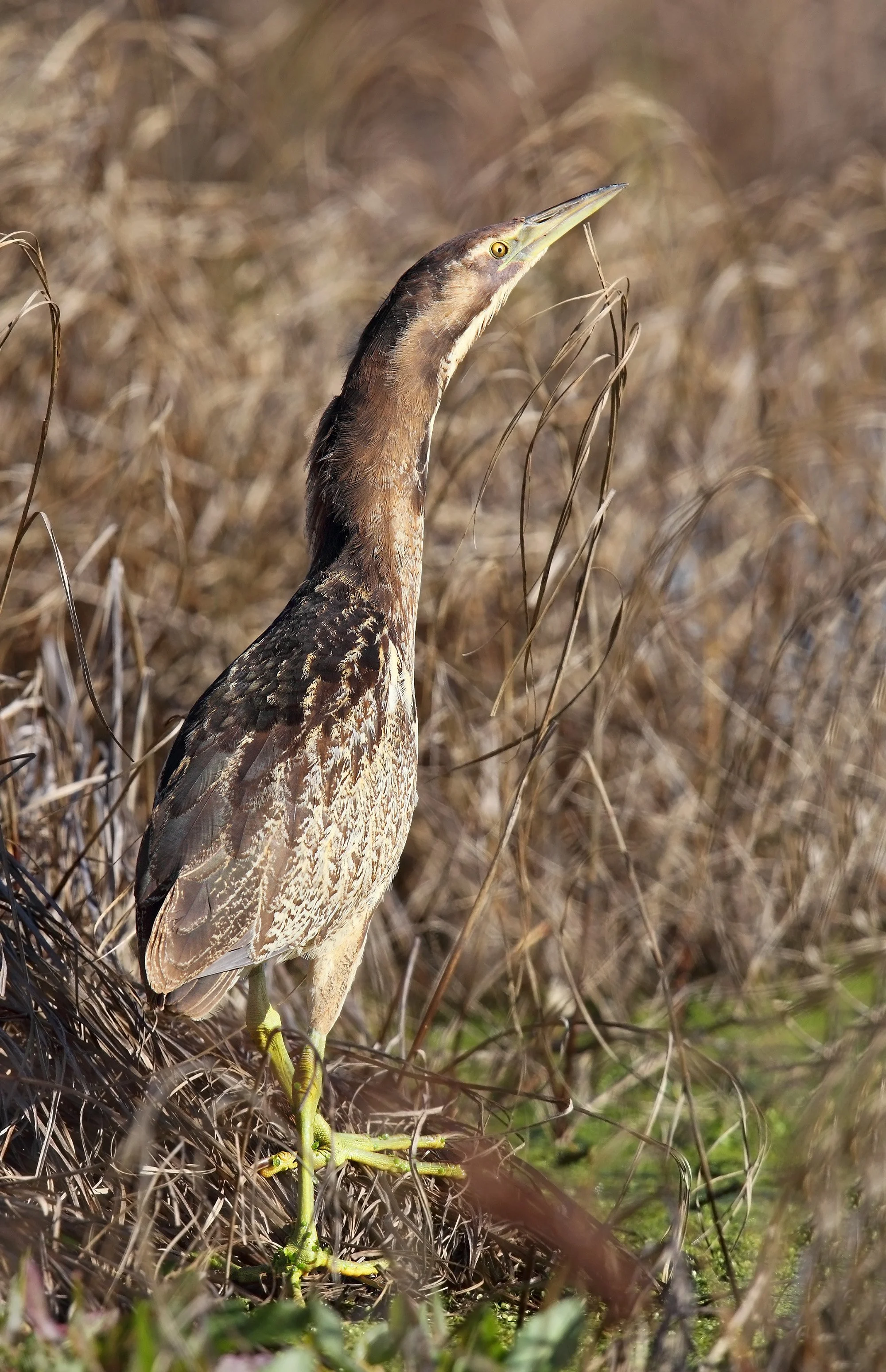 Australasian bittern (C) Chris Tzaros