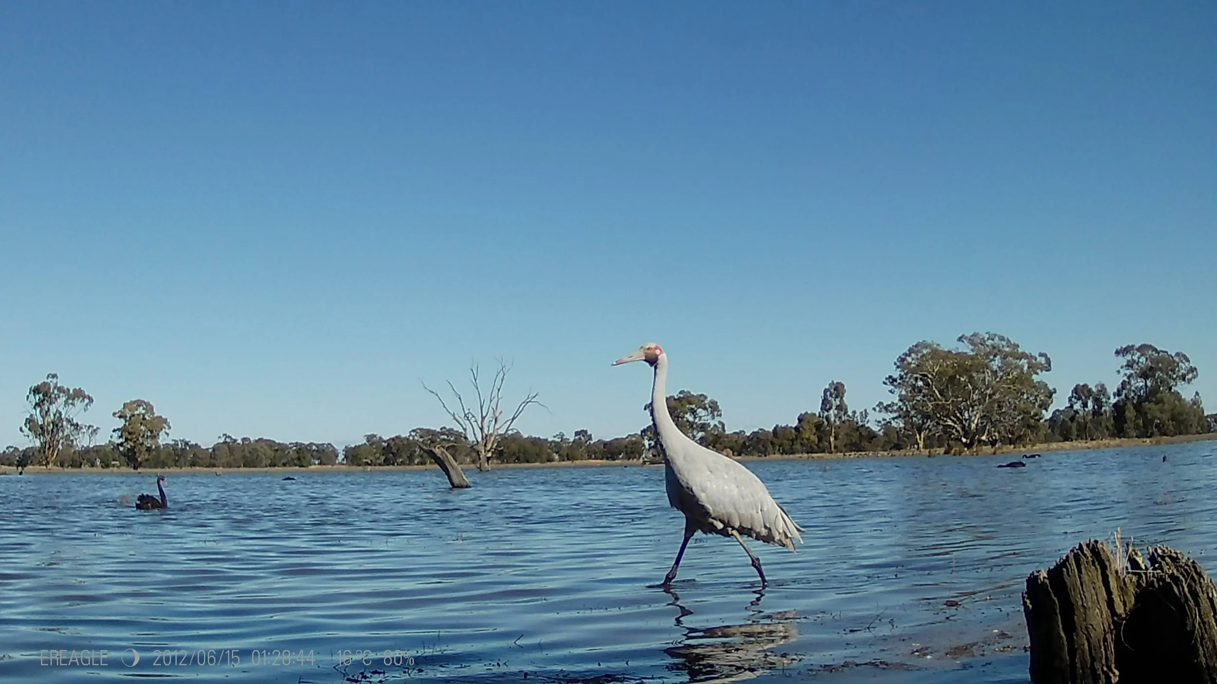 Image of Brolga captured by a remote camera 