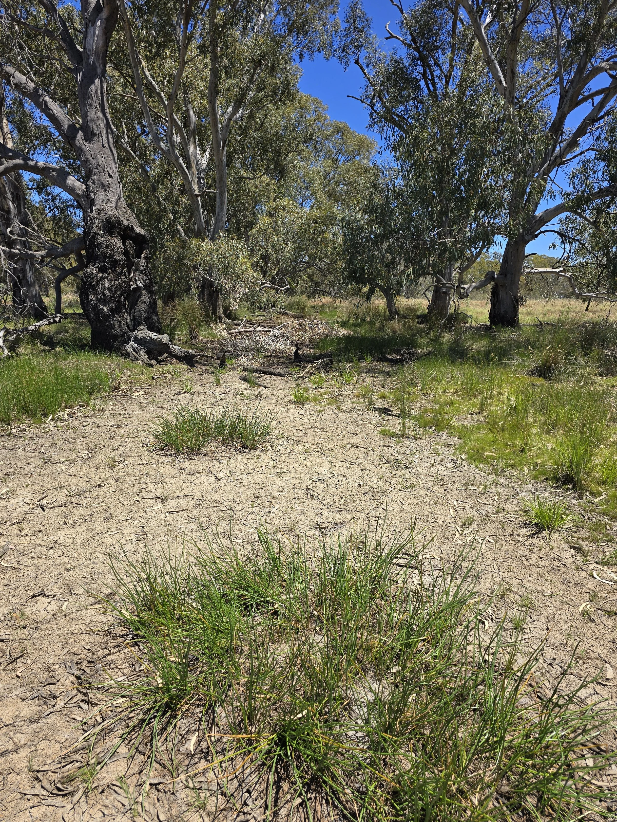 Dry River Red Gum dominated channel