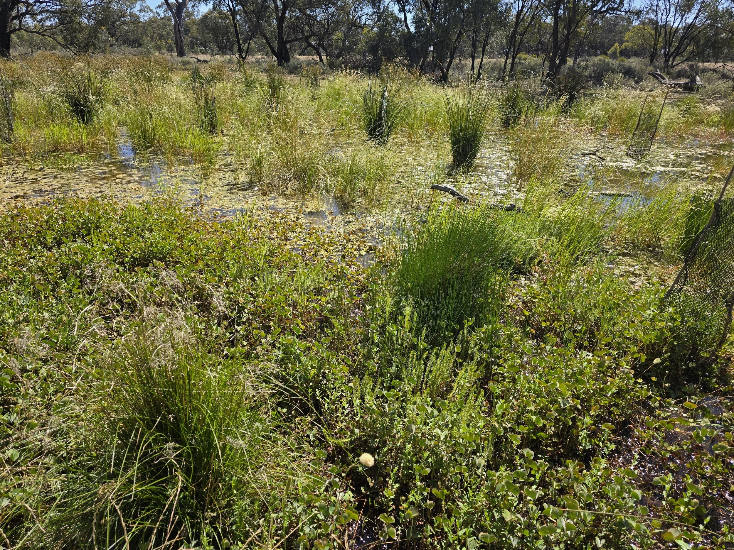 Thriving herbaceous wetland plants