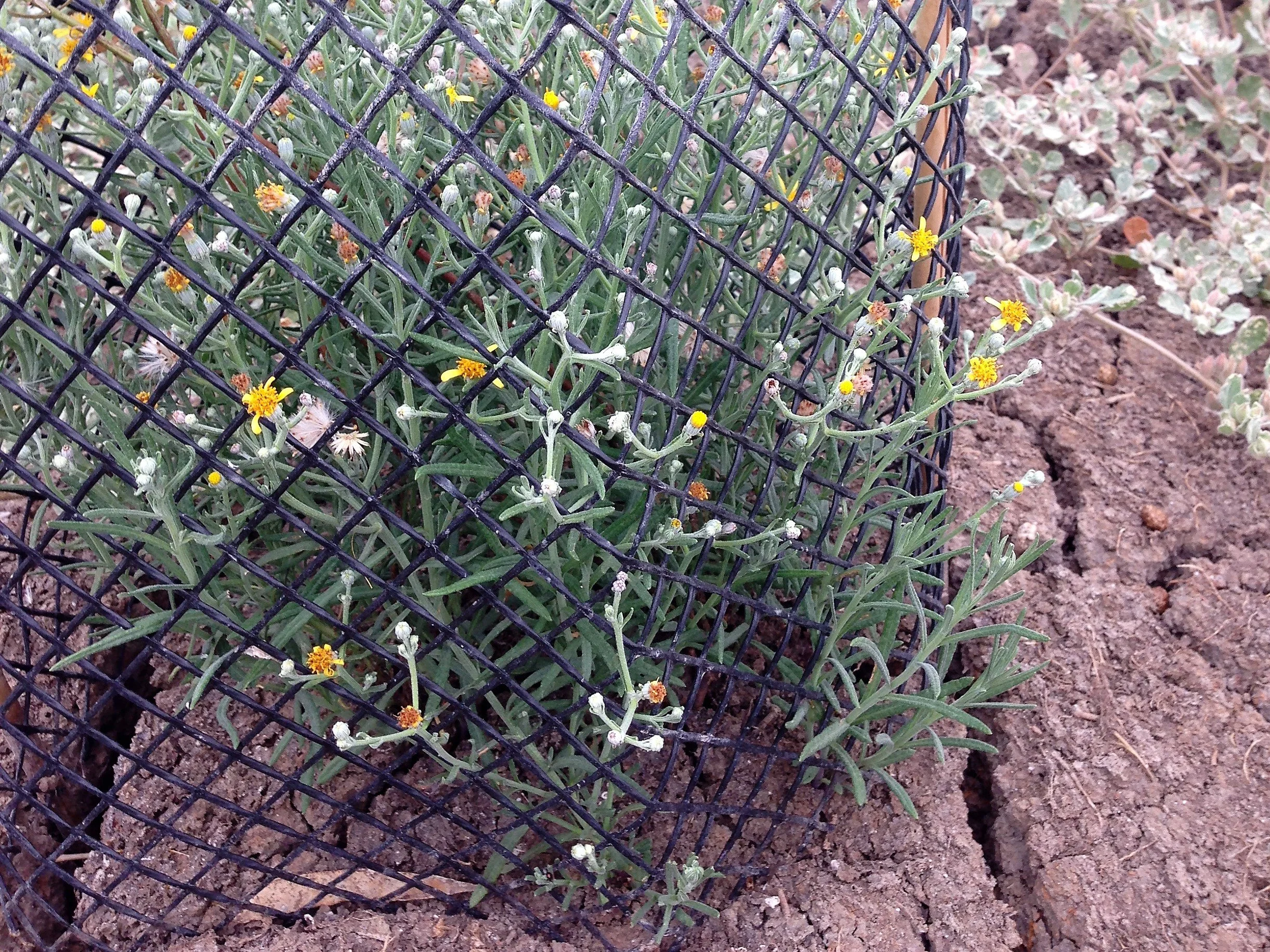 Stiff groundsel planting at Wirra-Lo (C) Wetlands Revival Trust