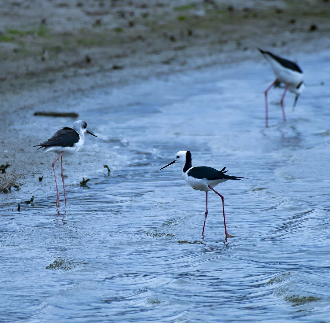 Black winged stilts