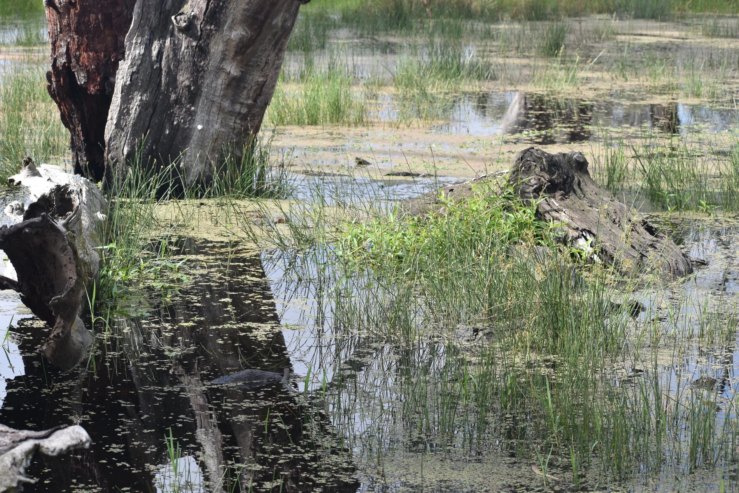 Daydream Wetland