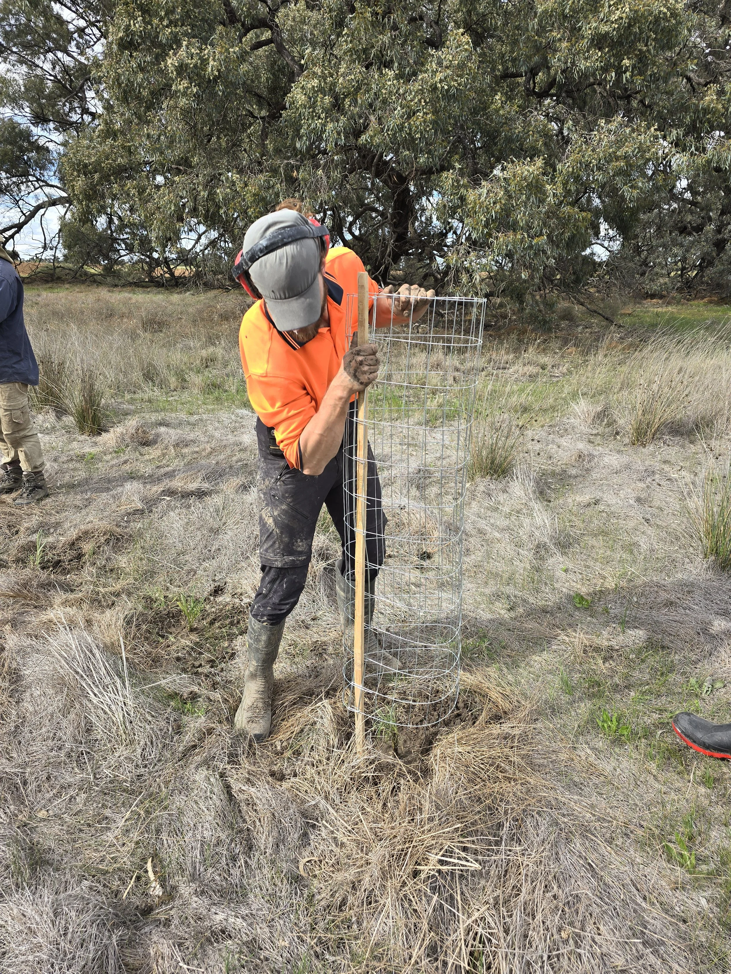 Stiff Groundsel being guarded 2025 by Wetlands Revival Trust crew