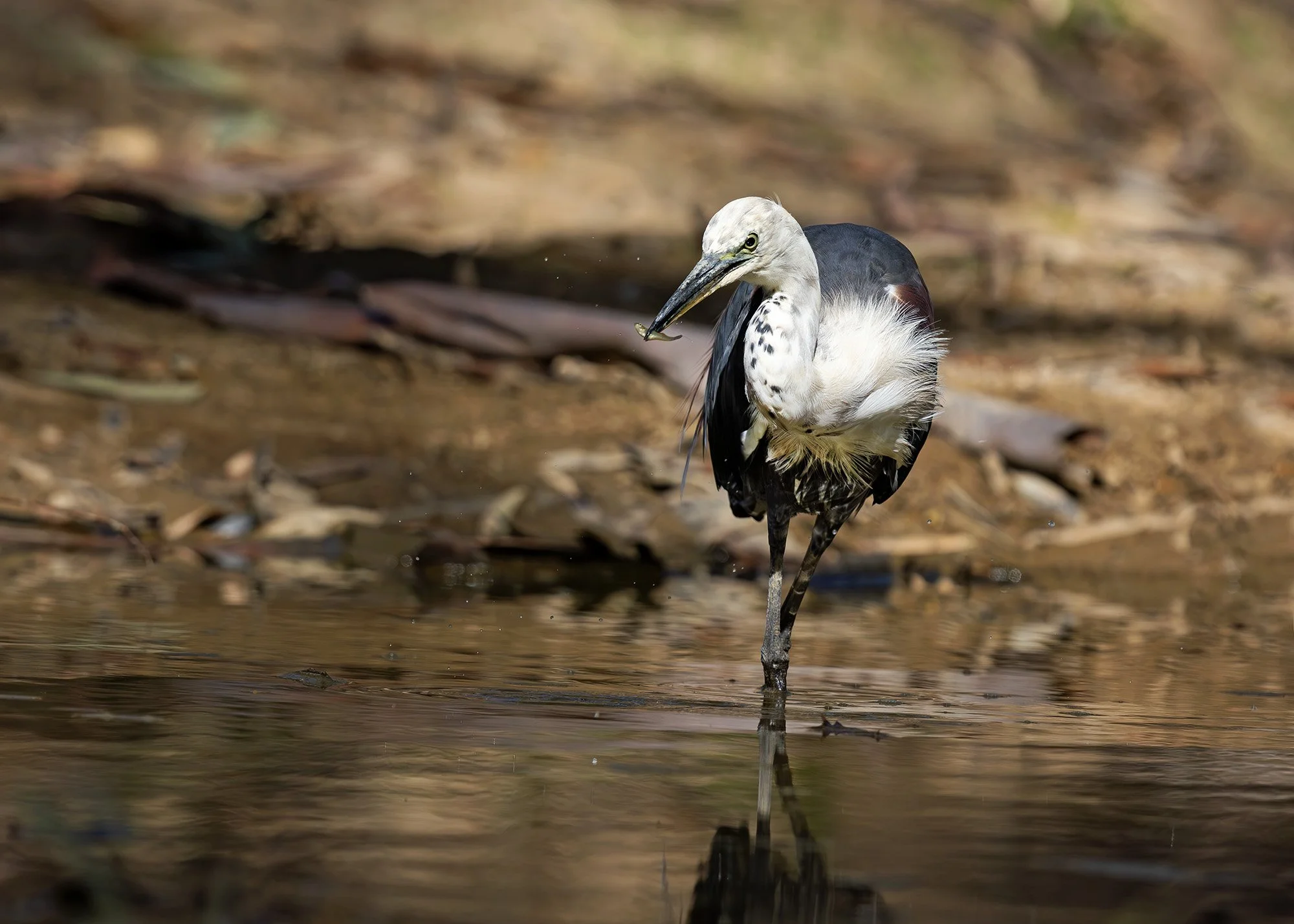 White-necked heron Chris Tzaros