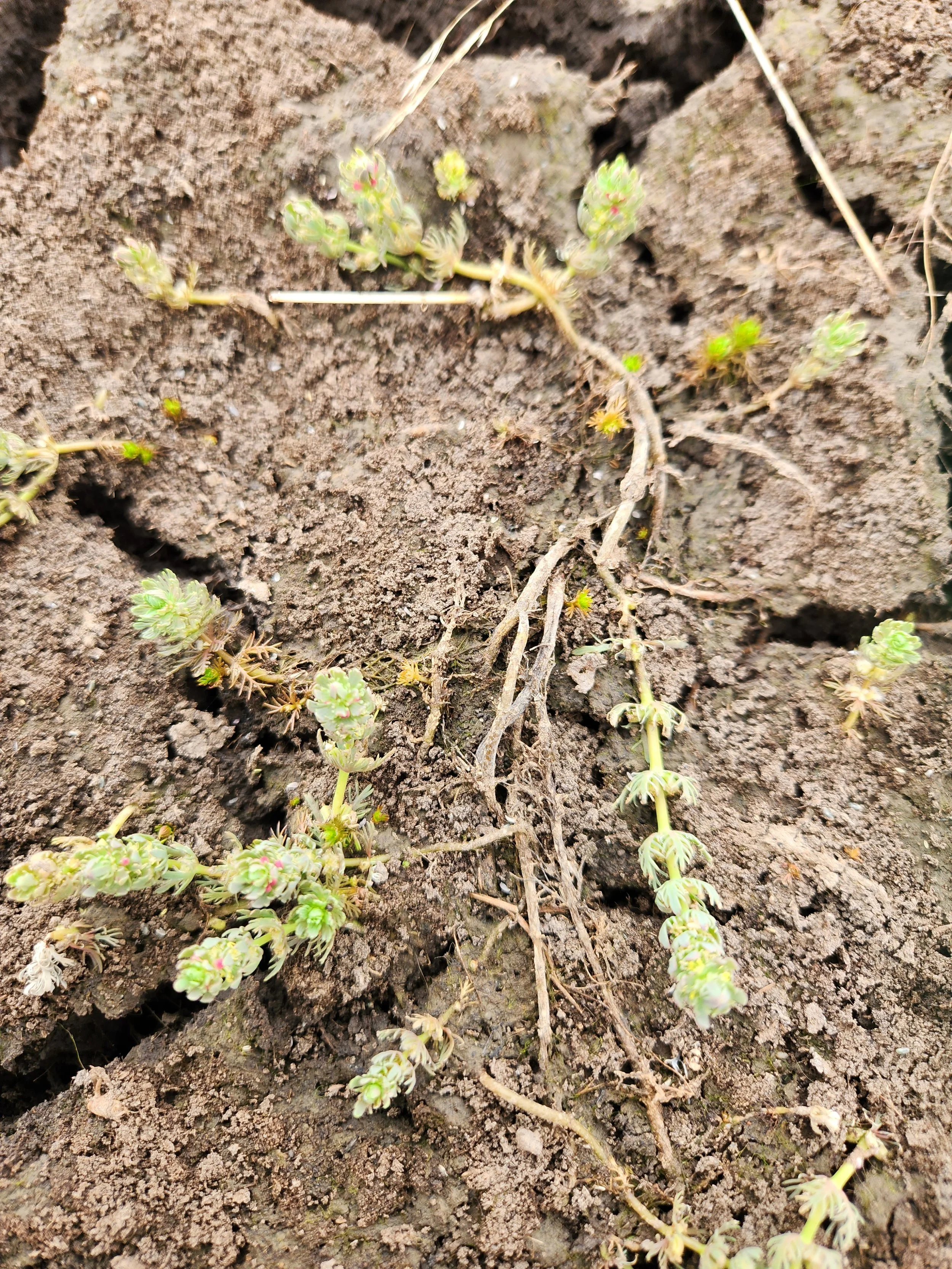 Rigid water-milfoil