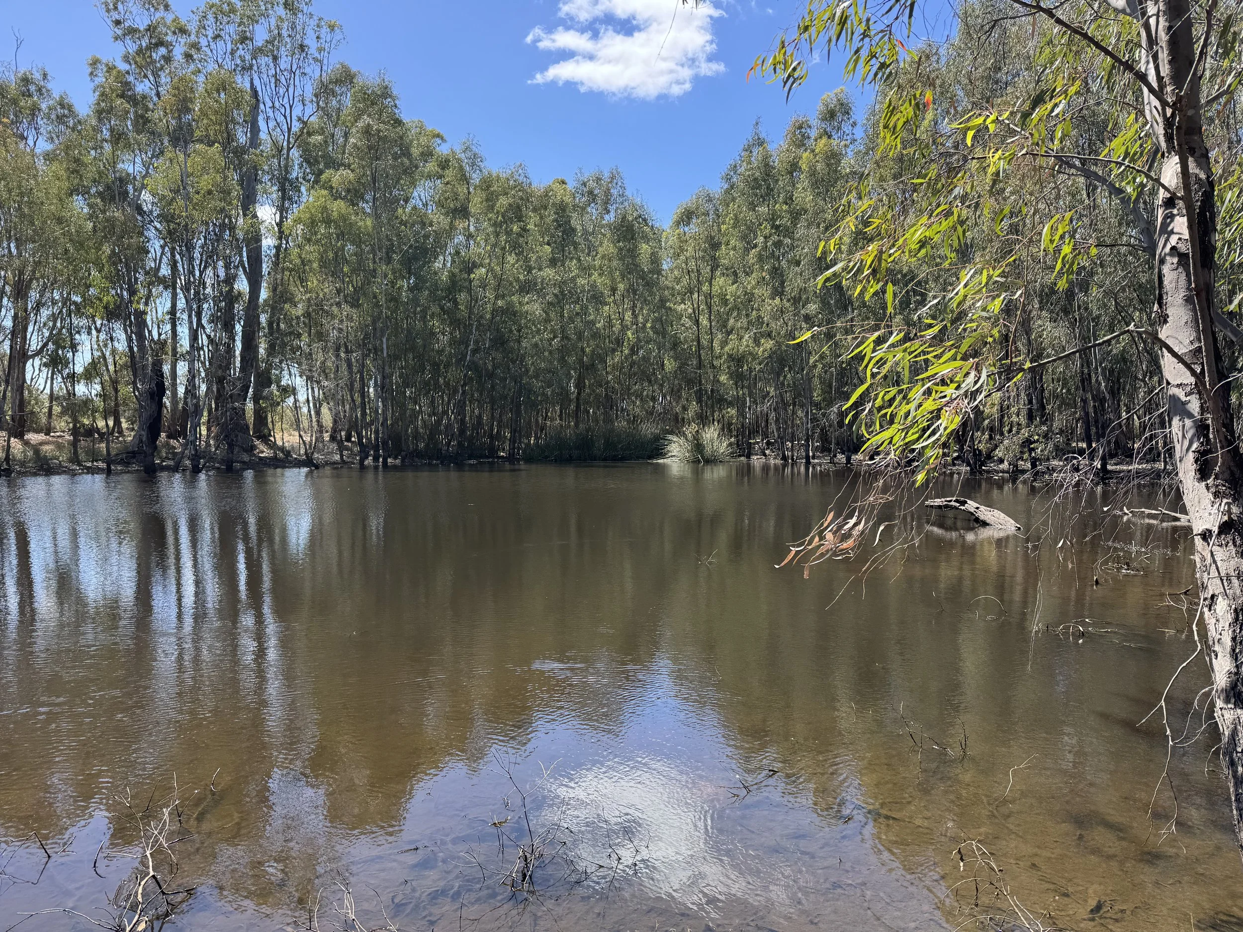 Motschalls Wetland, Boords Creek