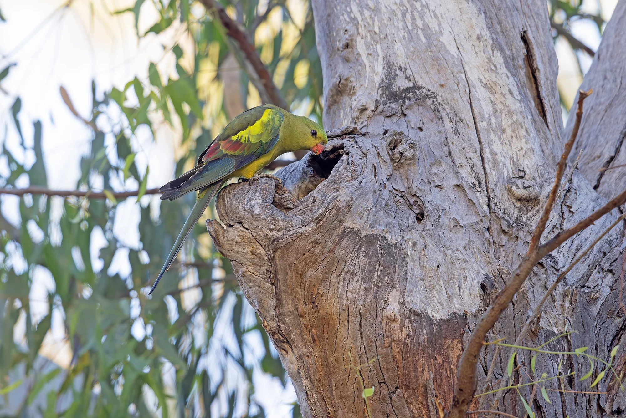 Regent Parrot Chris Tzaros