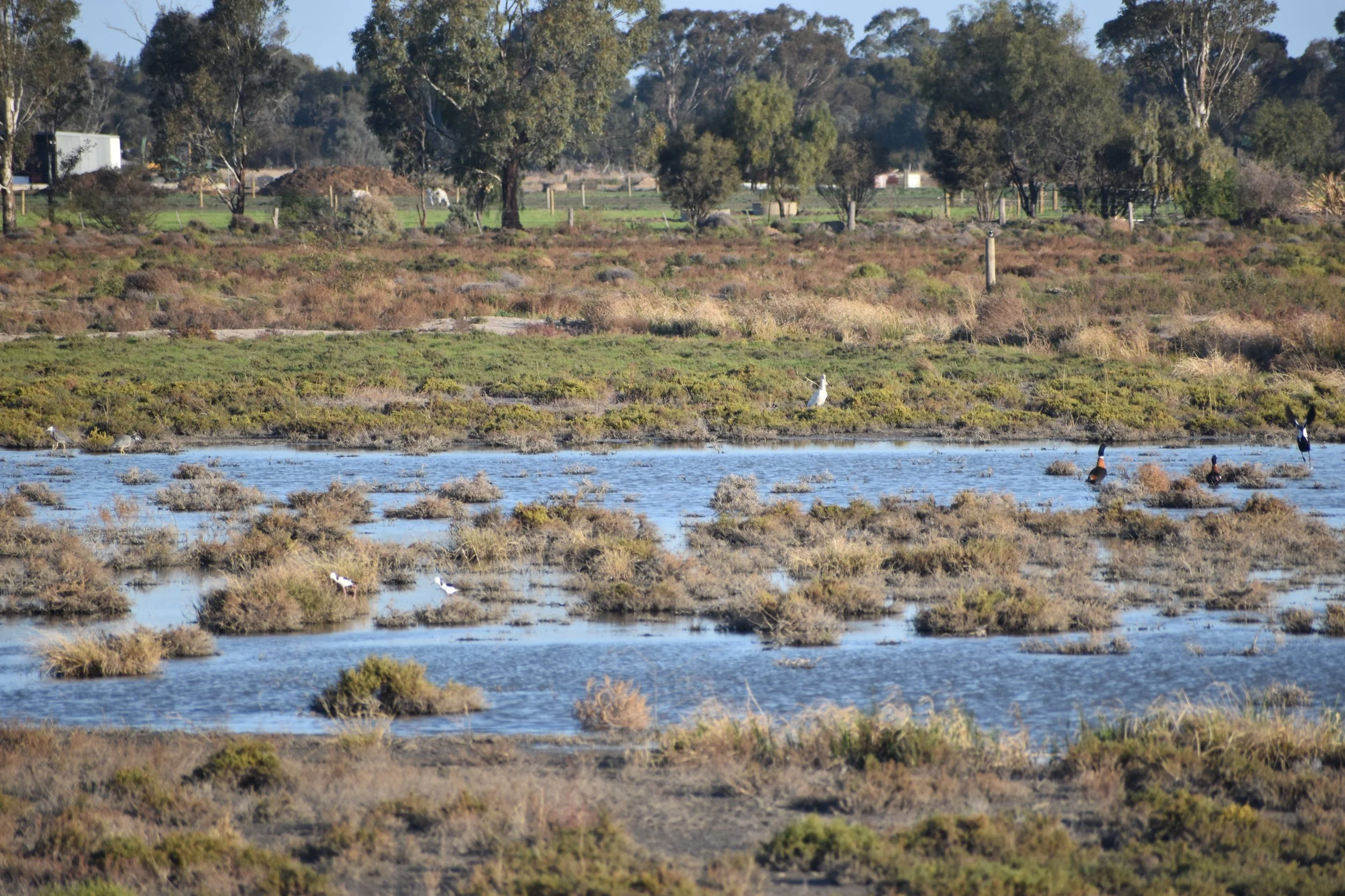 Waterbirds on the Lignum swamp