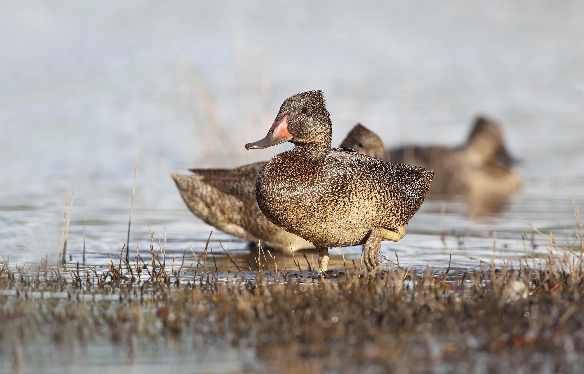 Freckled duck (C) Chris Tzaros