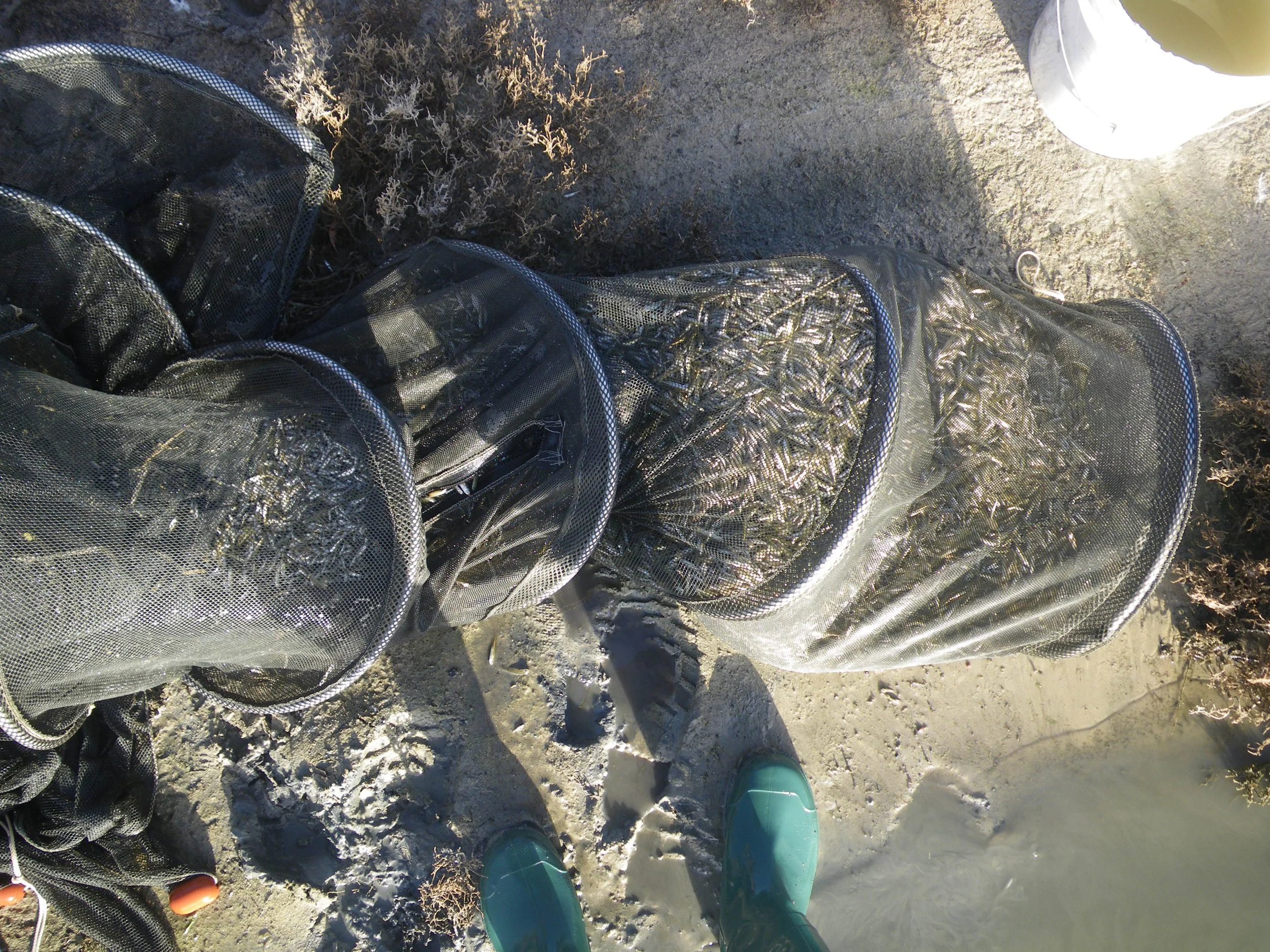 Murray Hardyhead NSW DPI Fisheries