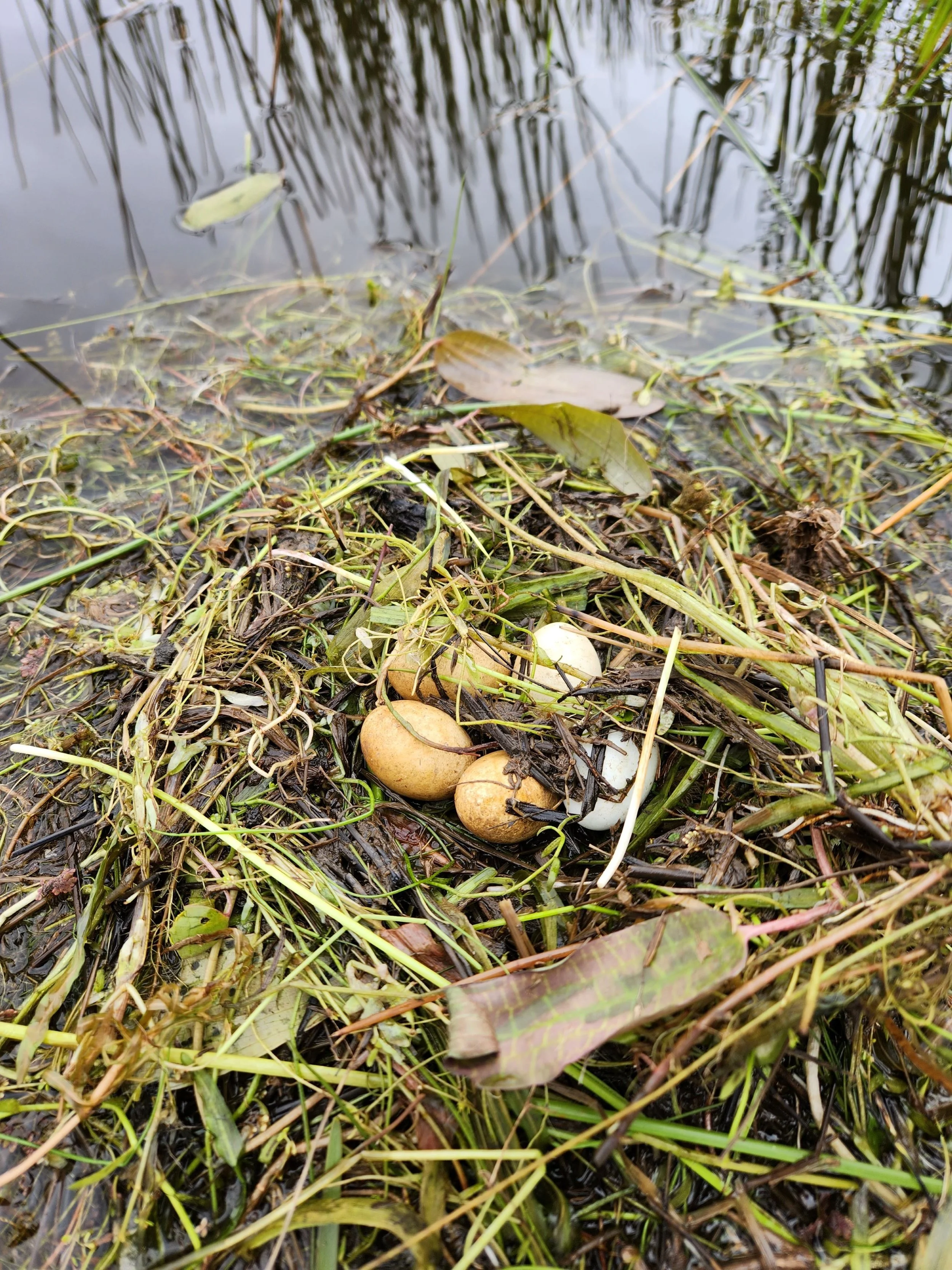 Grebes nest