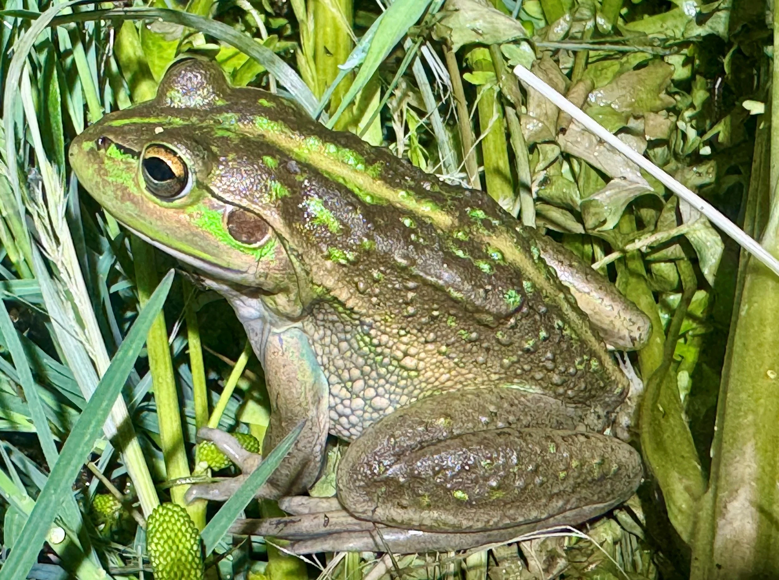 Southern bell frog at Wirra-Lo (C) Wetlands Revival Trust