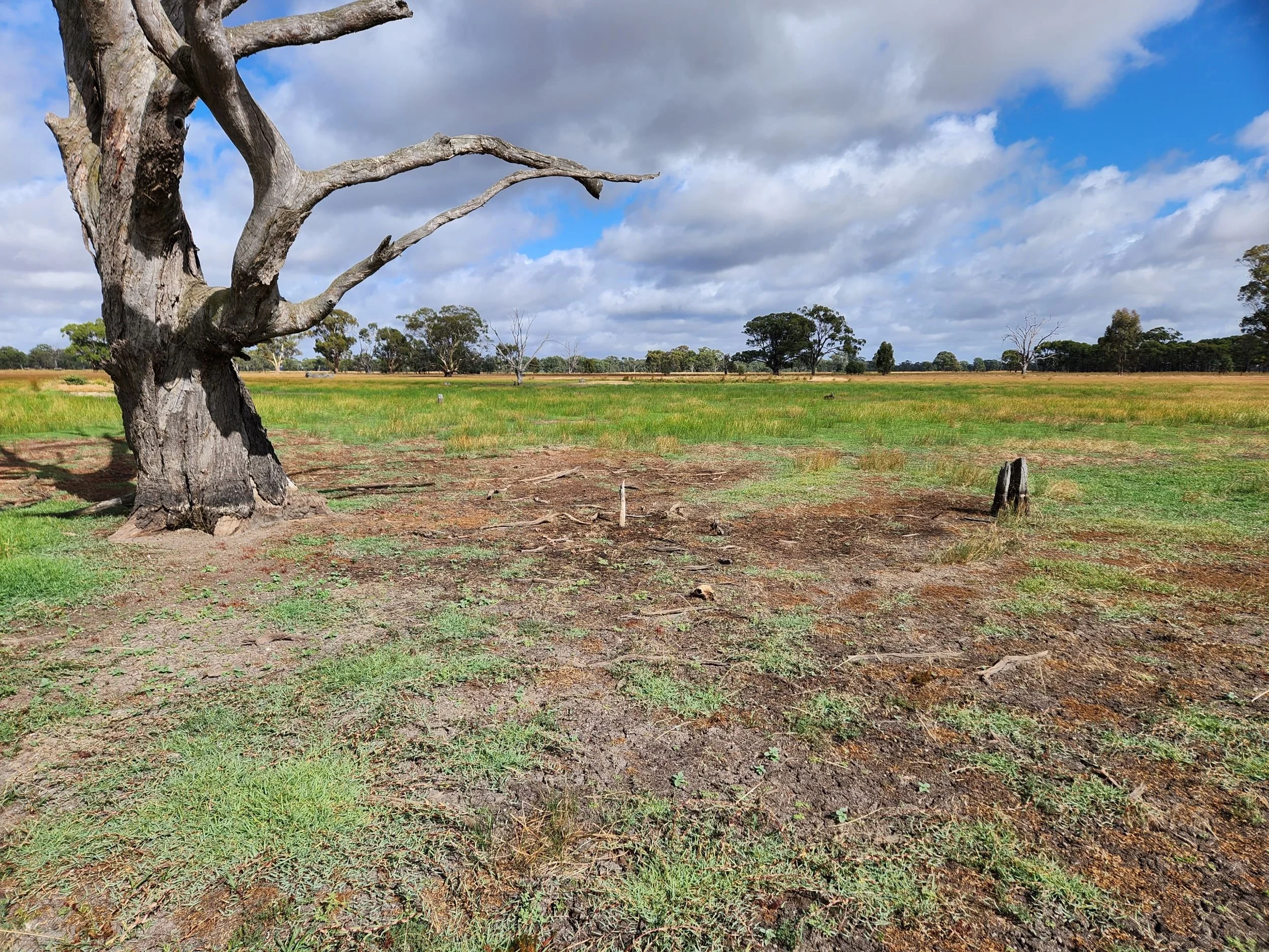 Wetland when dried