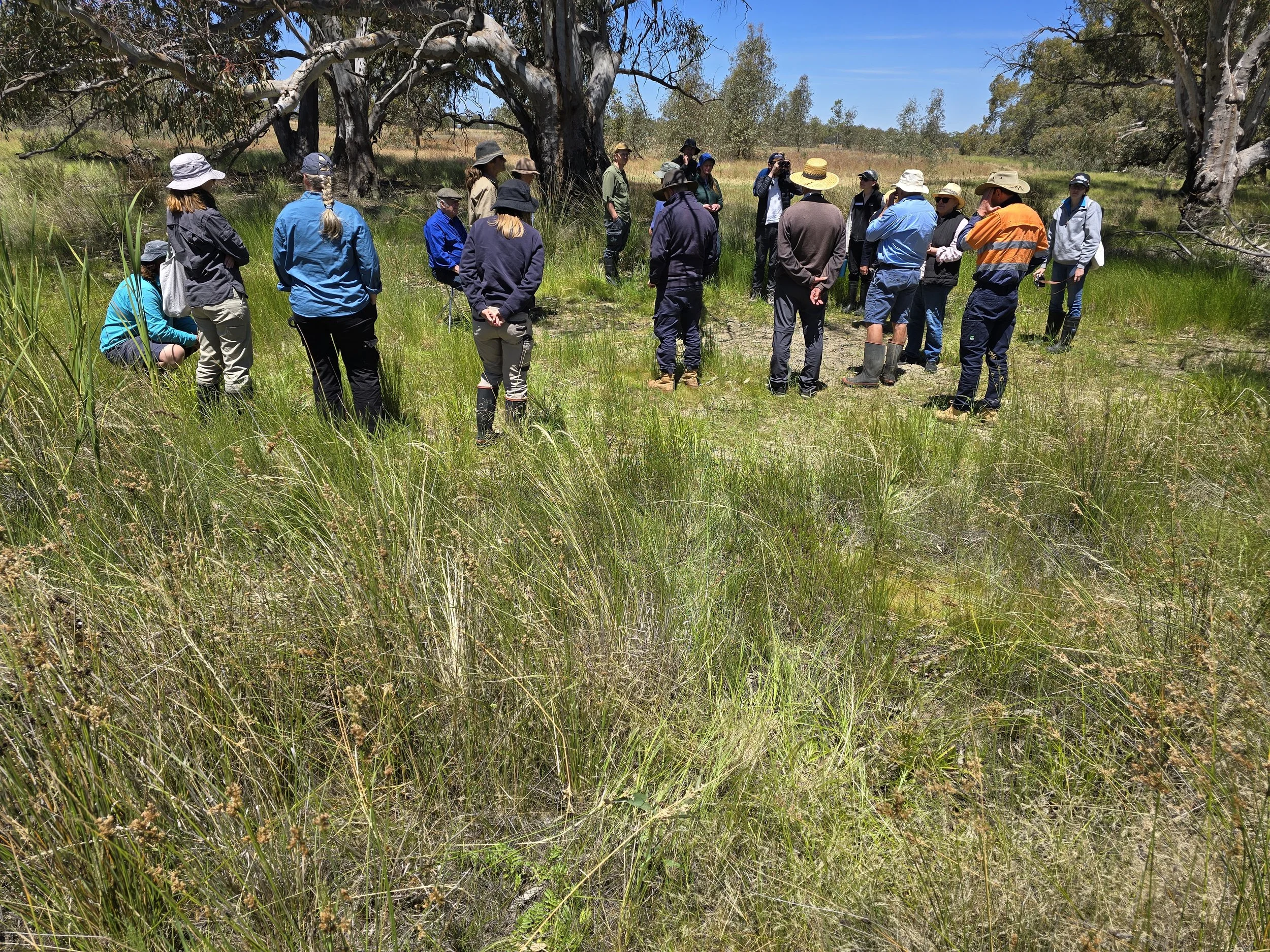 Interested community learning about Stiff Groundsel with the Royal Botanical Gardens, Wetlands Revival Trust and MDWWG