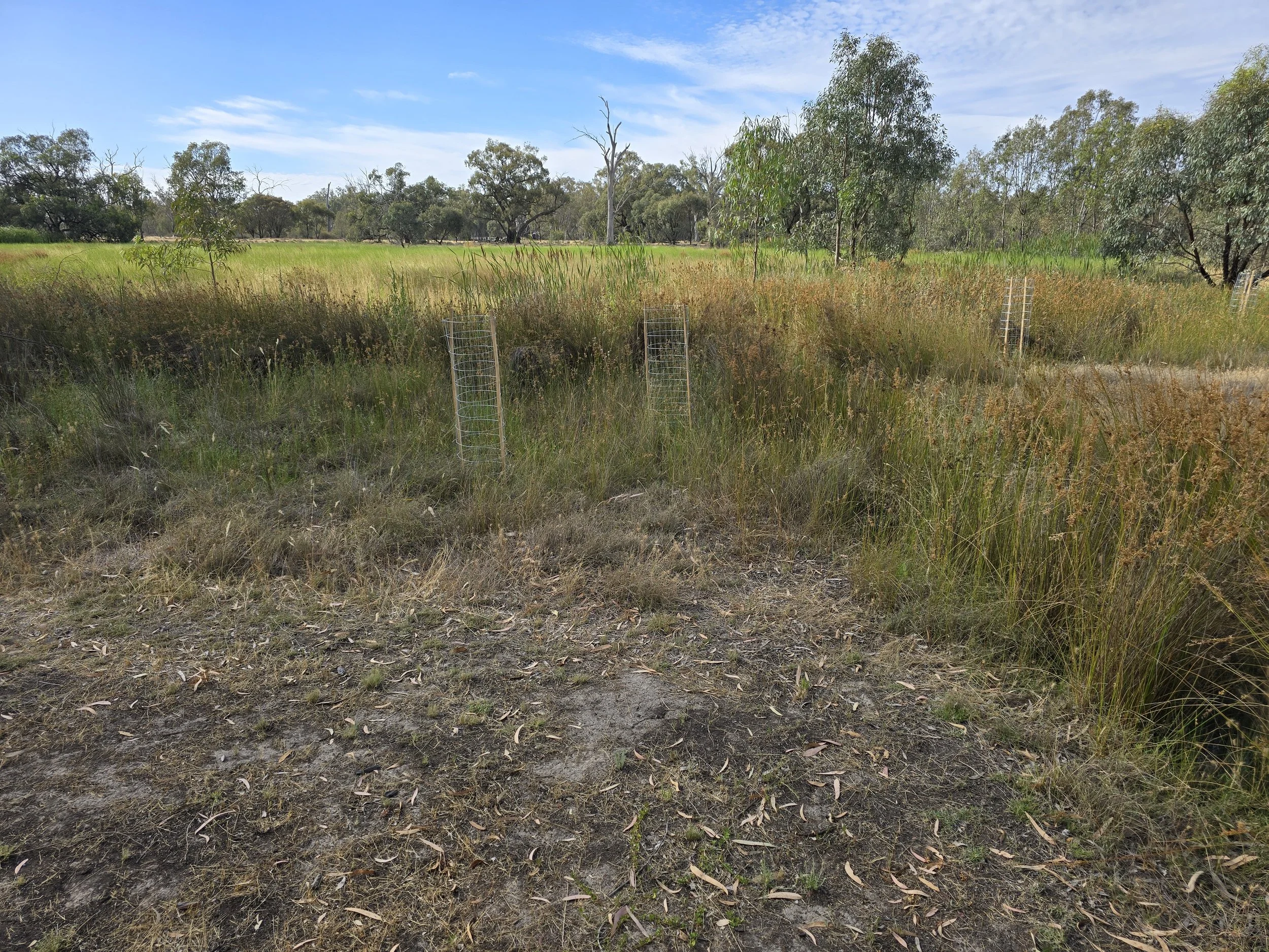 Stiff Groundsel plantings thriving