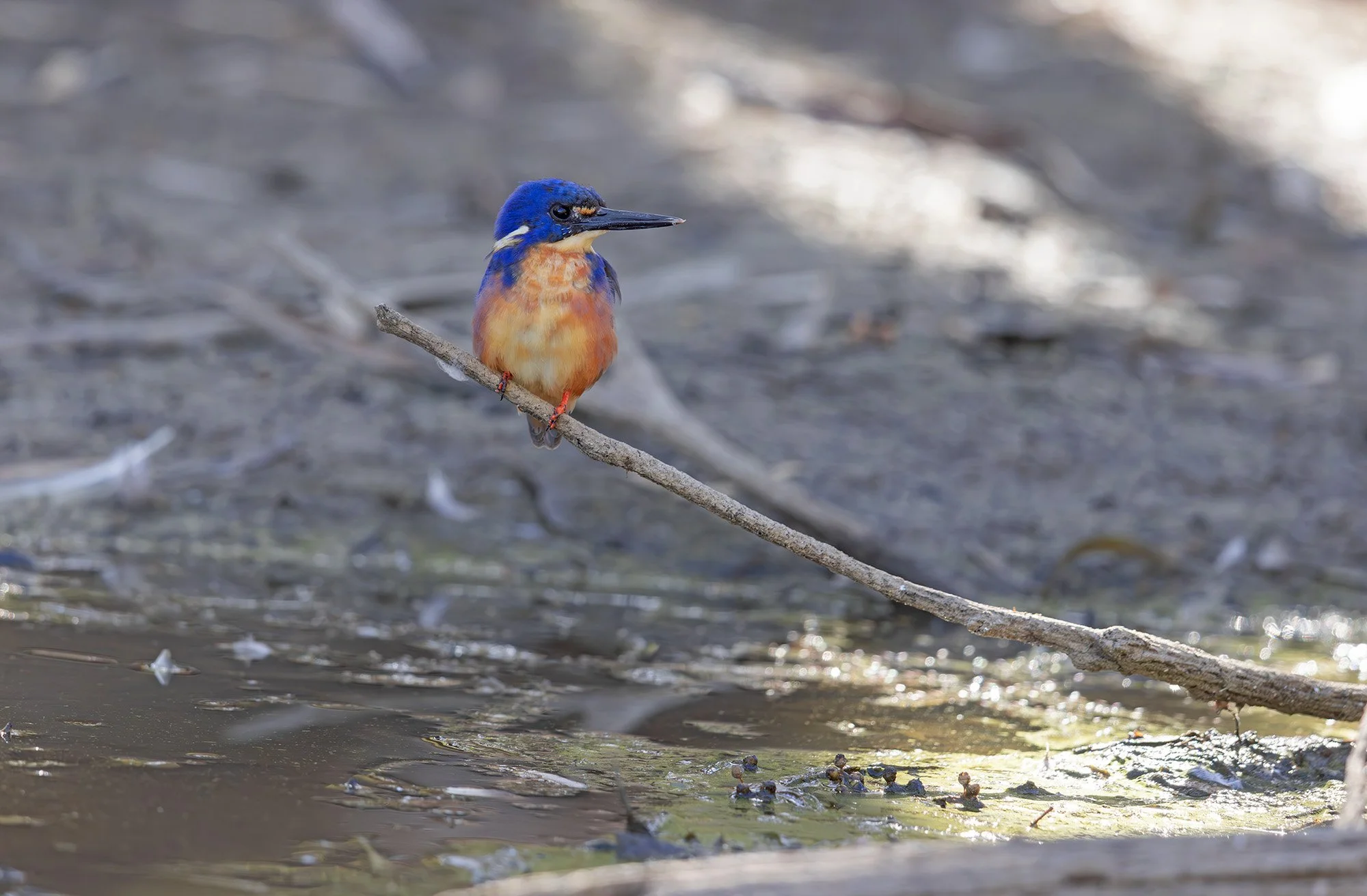 Azure Kingfisher Chris Tzaros