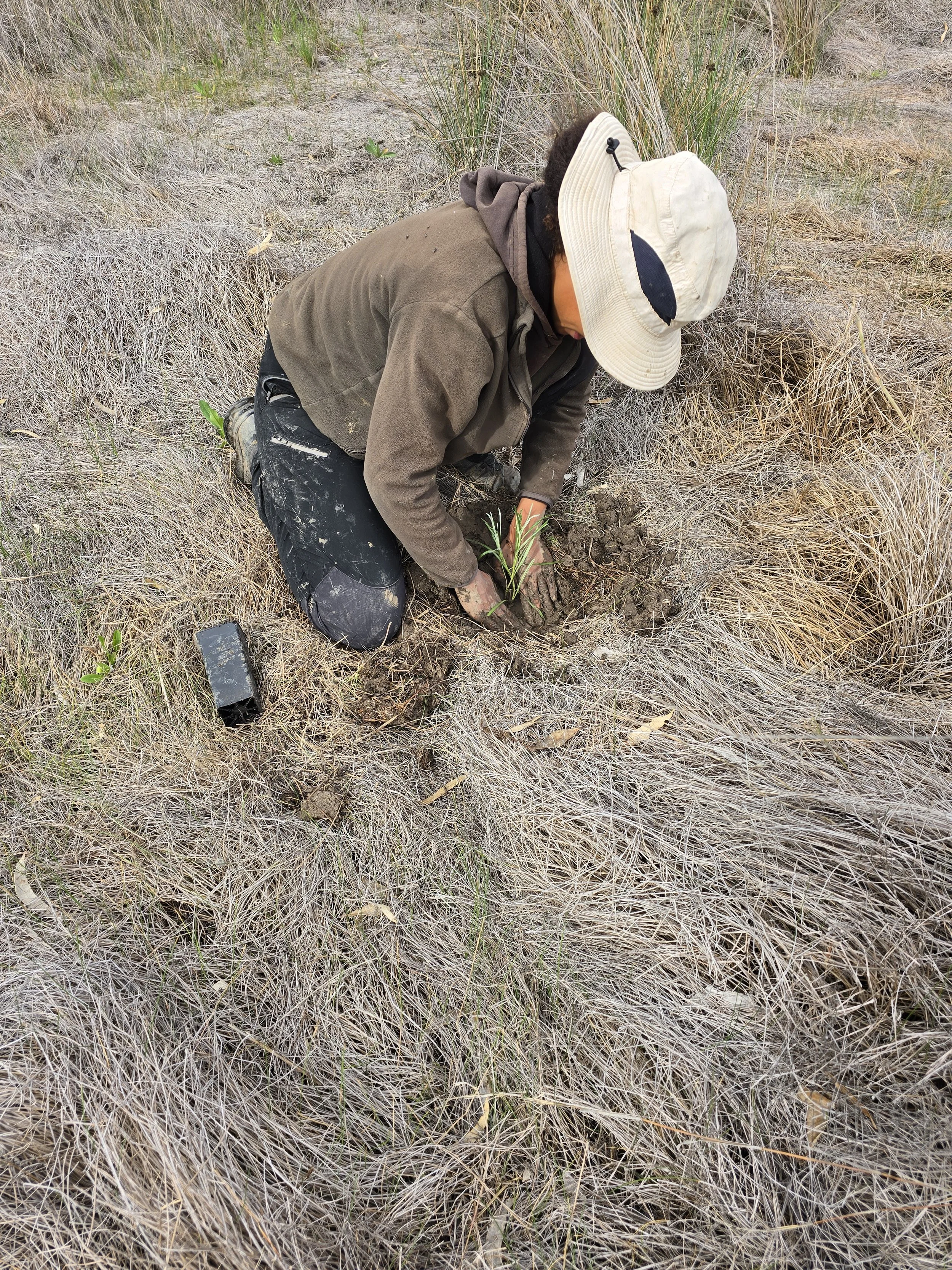 Stiff Groundsel being planted 2025 by Wetlands Revival Trust crew