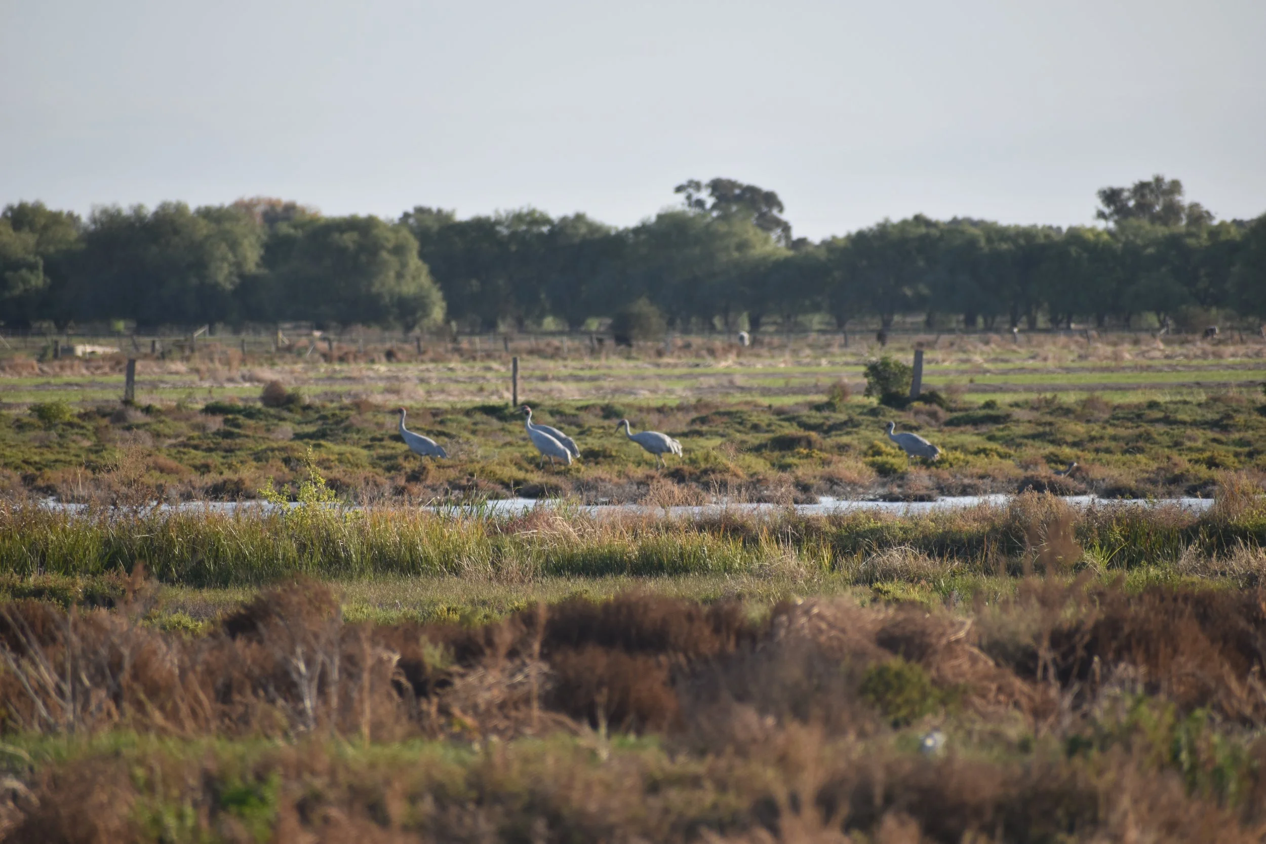 Brolgas on the Lignum swamp