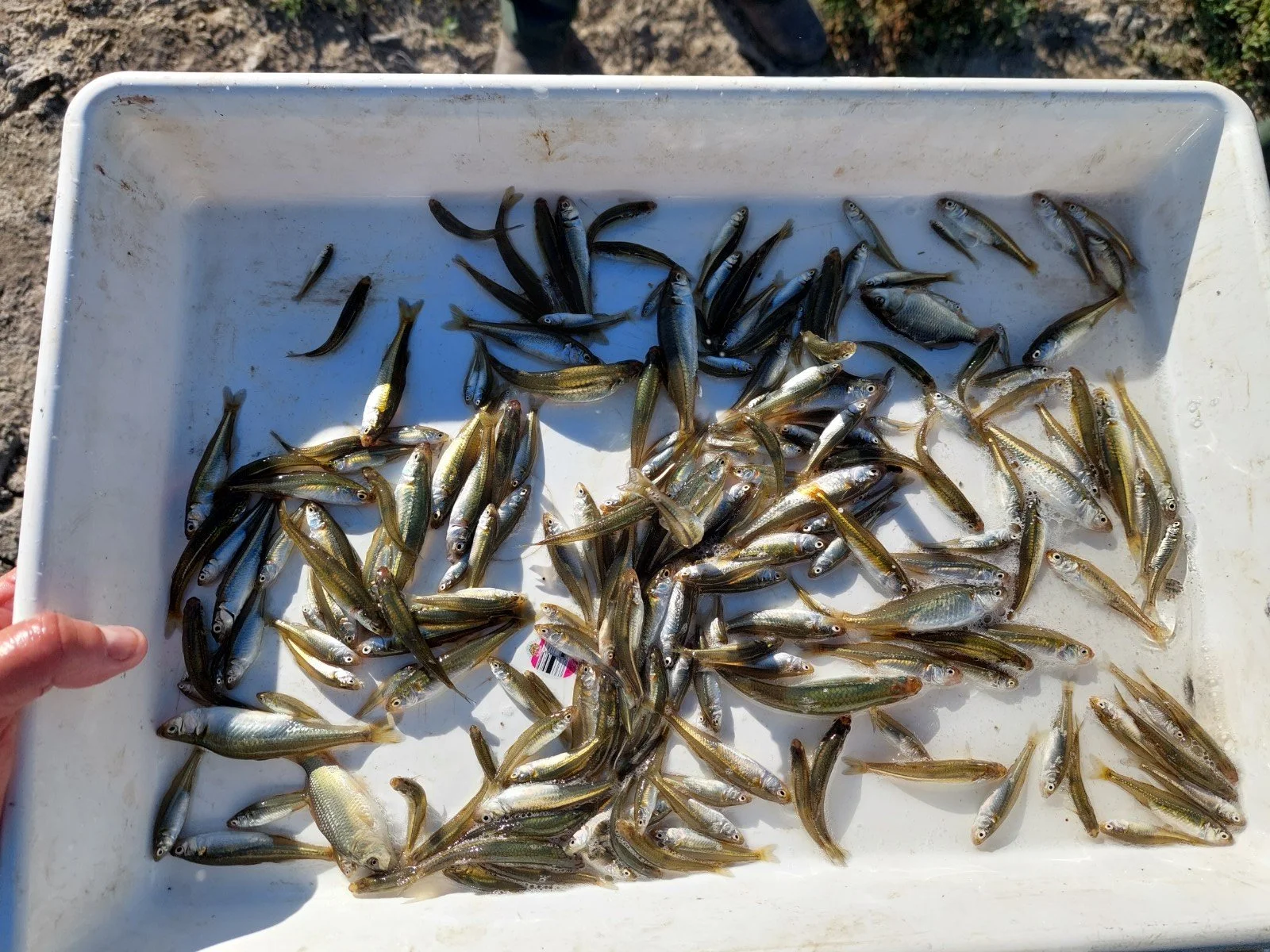 Murray Hardyhead NSW DPI Fisheries