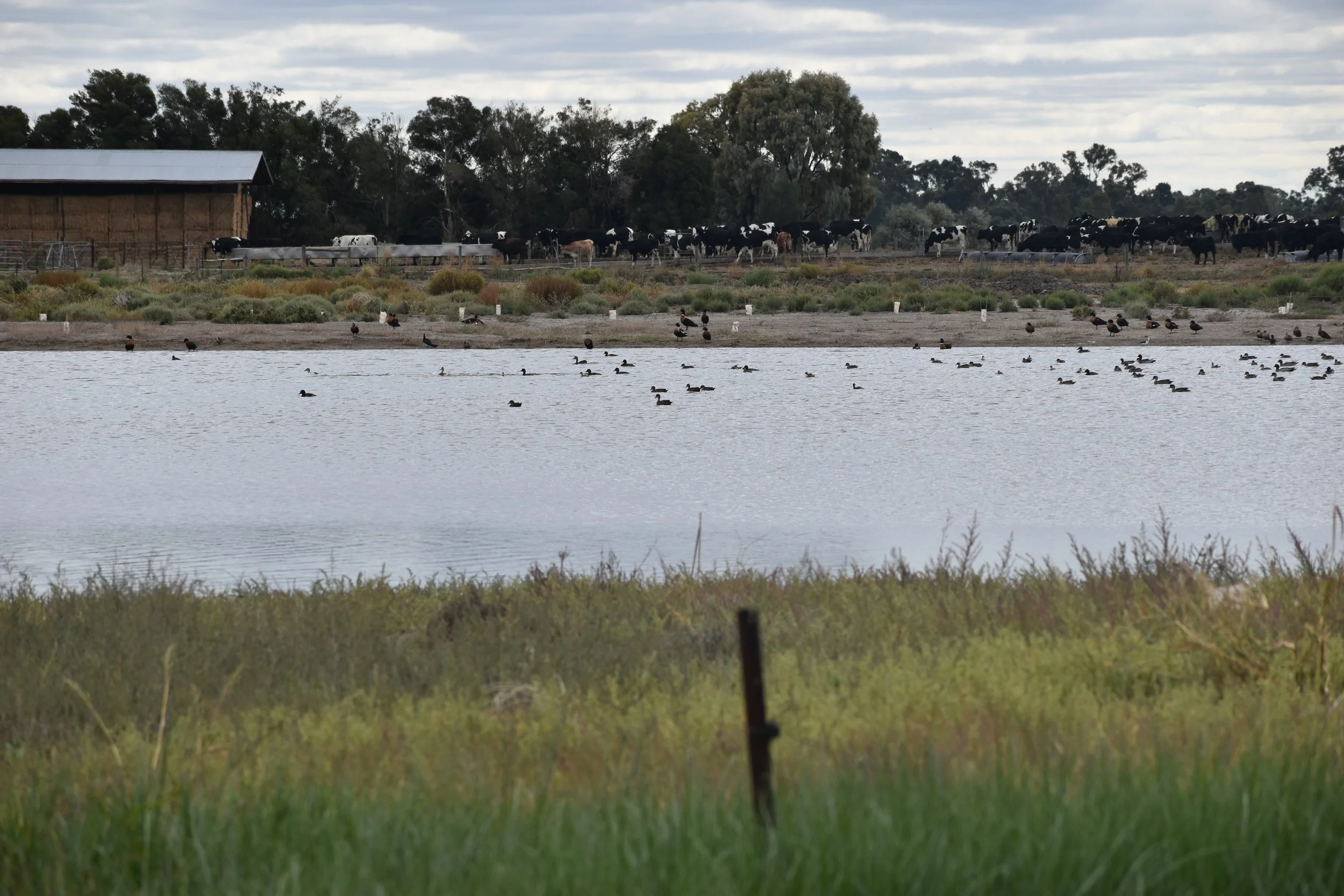 Waterbirds on Hornsby’s Dam