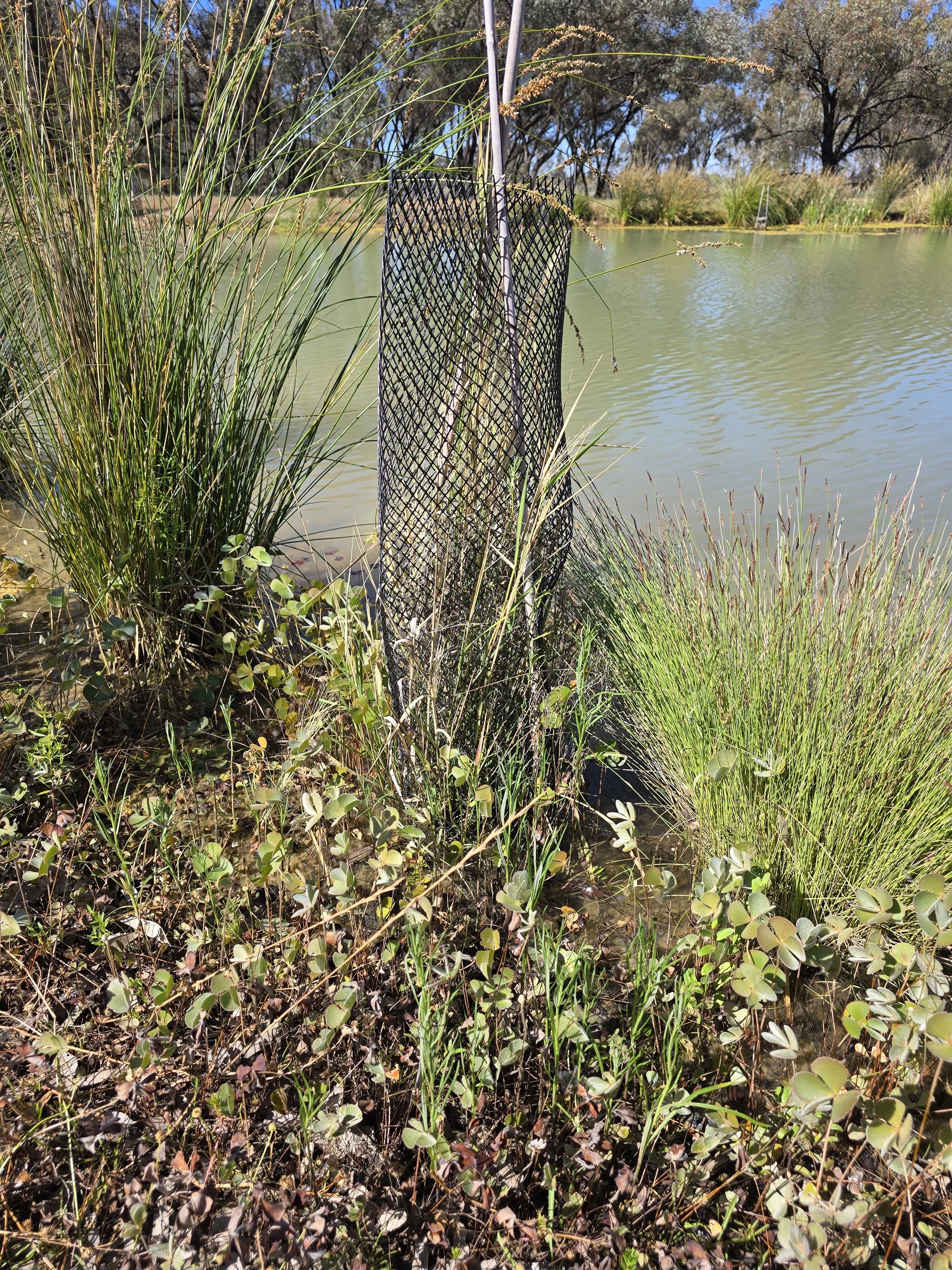 Stiff groundsel planting