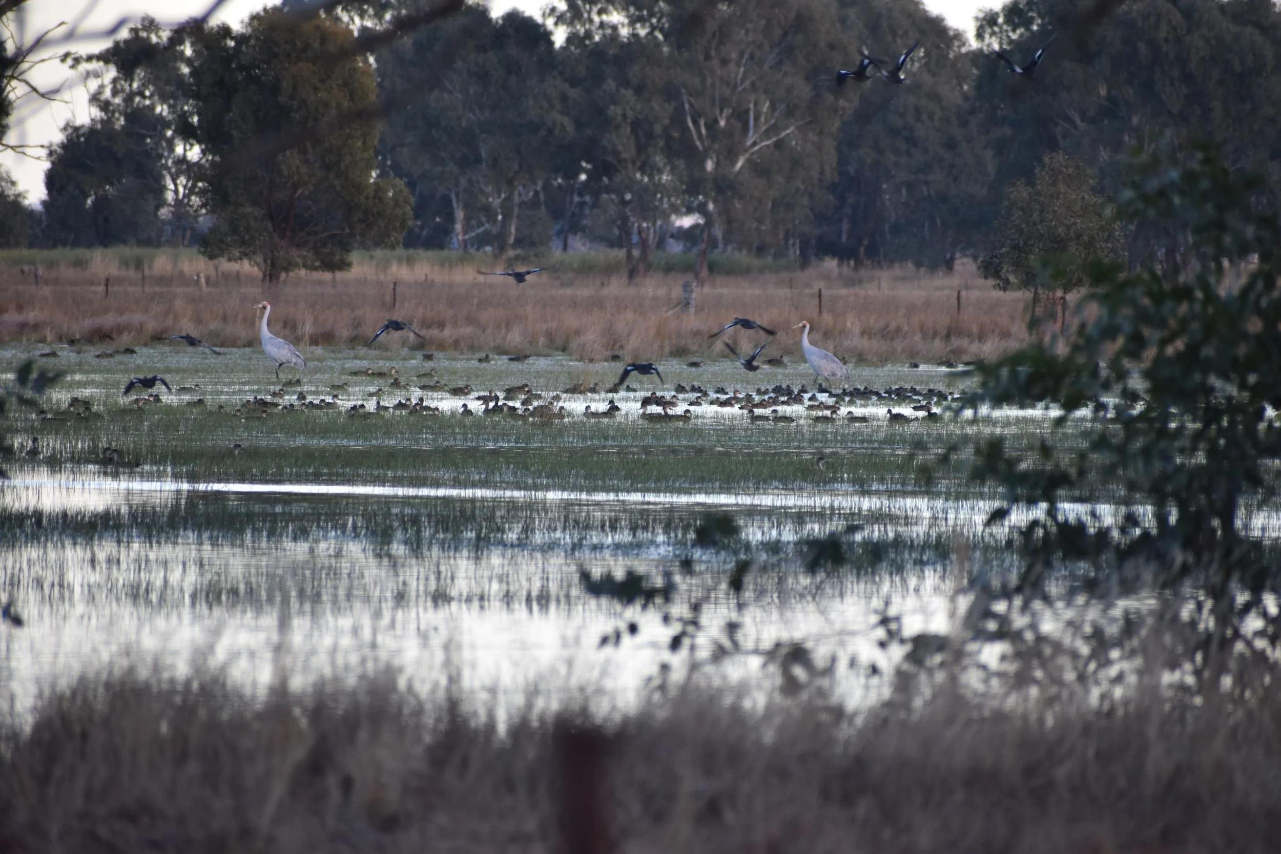 Brolgas and waterbirds