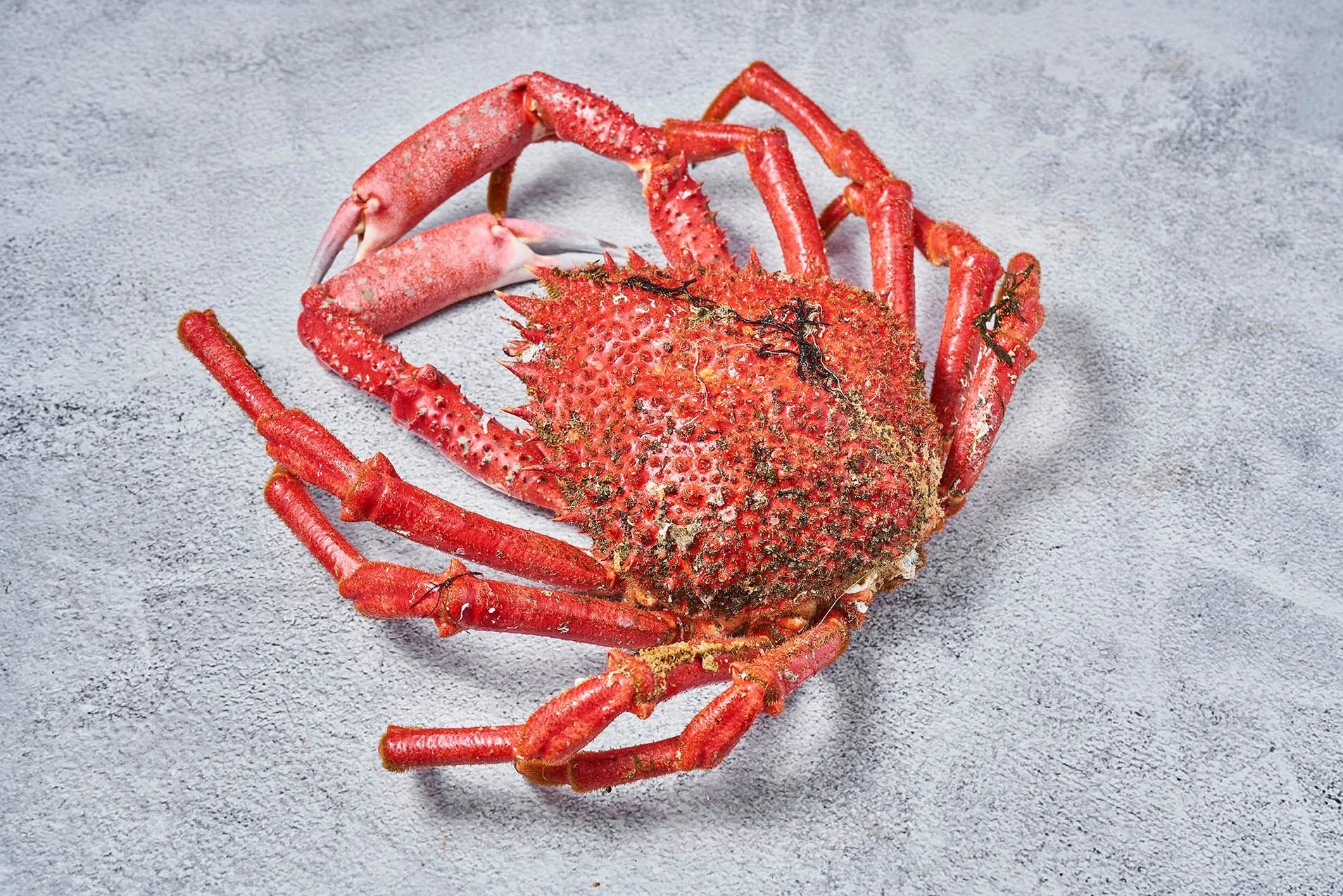 Cómo distinguir la centolla gallega de la foránea