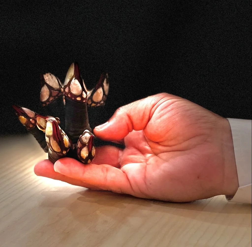 Recetas con percebes