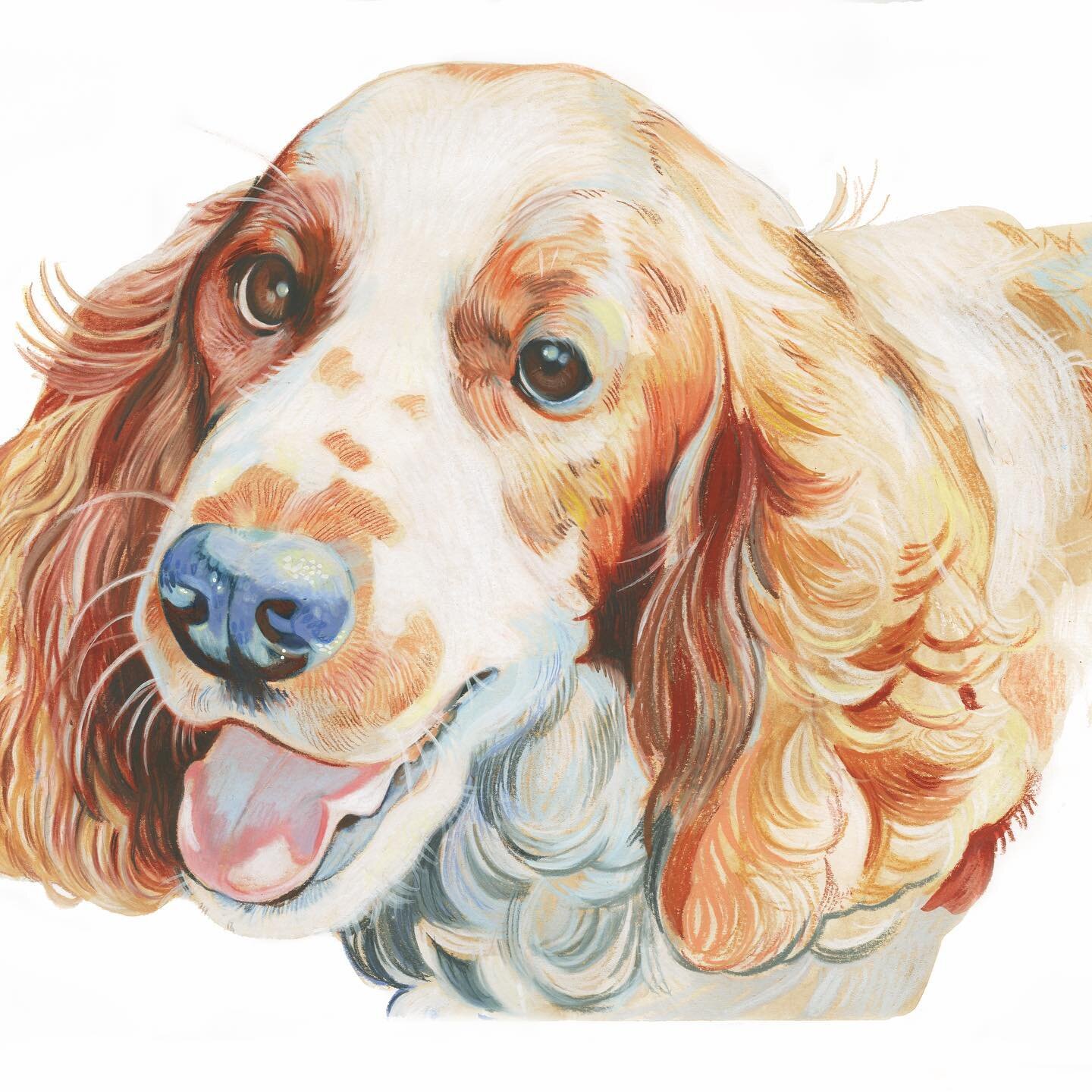 This is Alfie - The Welsh Springer 💕 

He was a Christmas present for the family this year, really enjoyed making it, and I&rsquo;m going to be setting up pet portrait commissions this year - let me know if you&rsquo;re interested and I&rsquo;ll be 