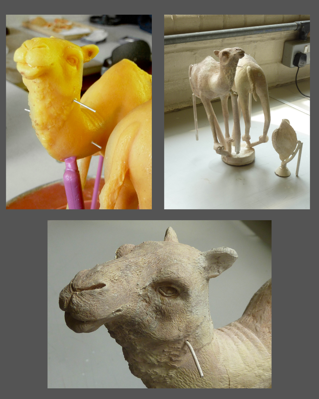 camels.png