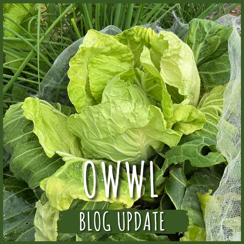 OWWL blog: