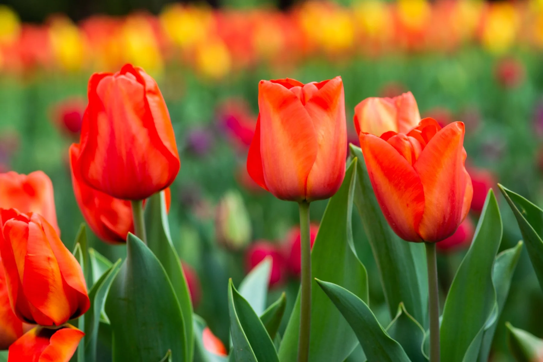 Sept 2016 Tessalaar Tulips 038.jpg