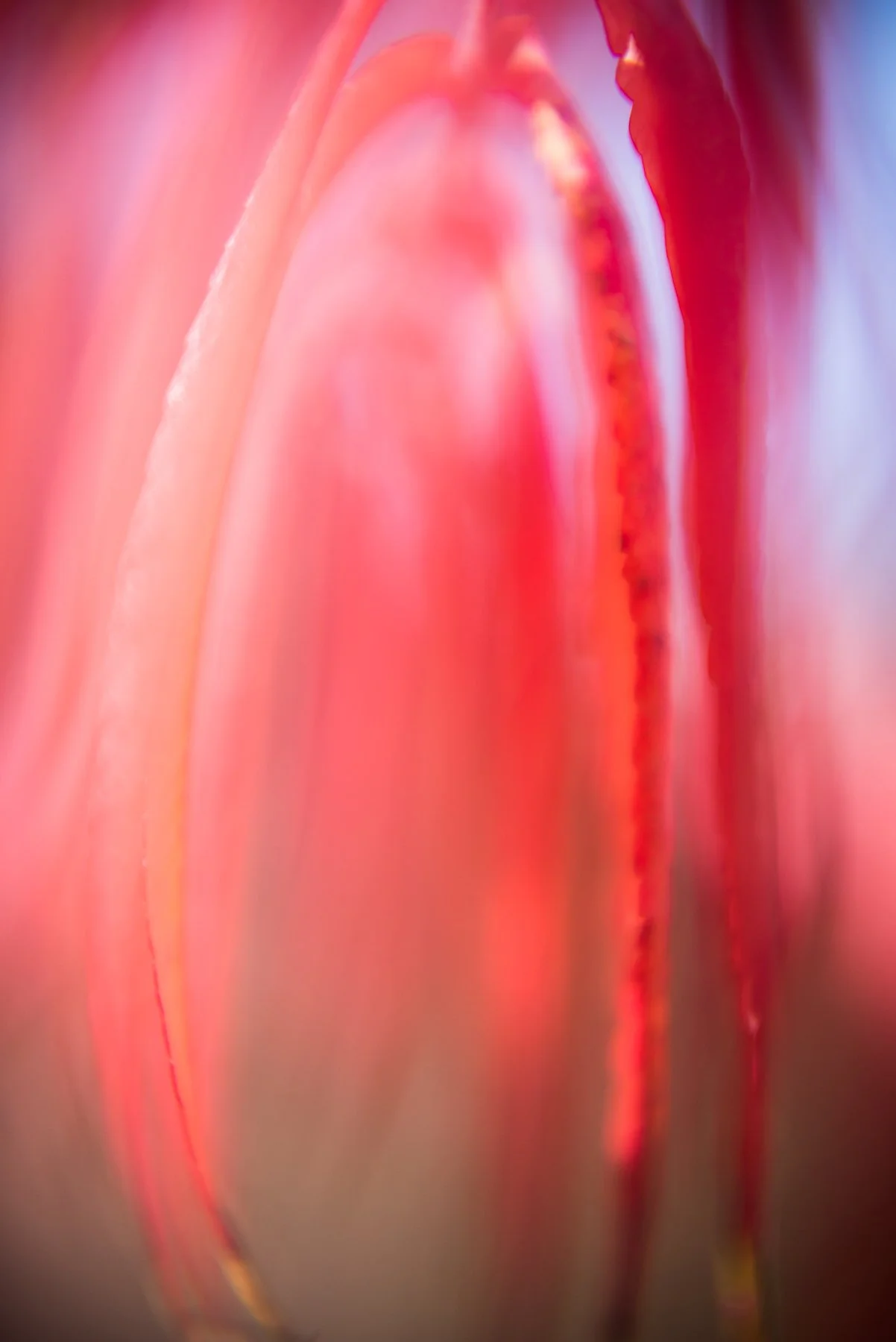 April 2018 Frogmore Gardens 020.jpg