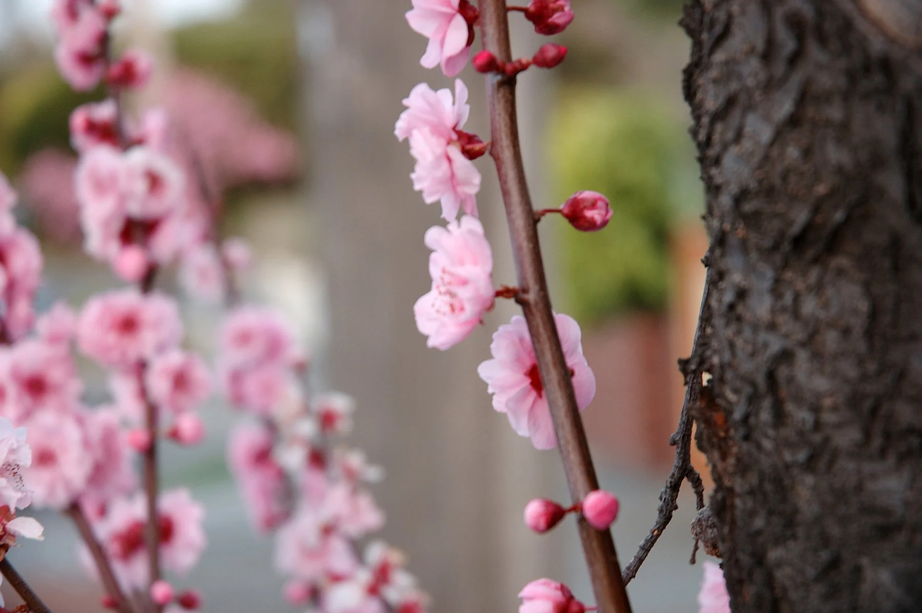 Sept 2005 Cherry Blossom 001.jpg