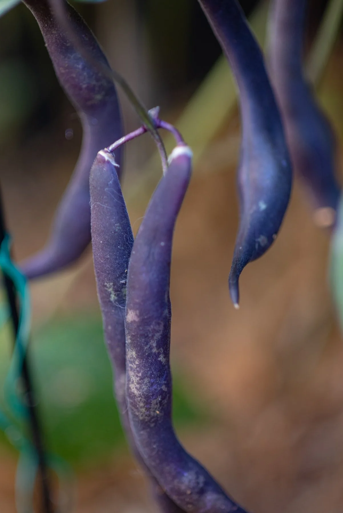 Dec 2021 Courtyard 22.jpg