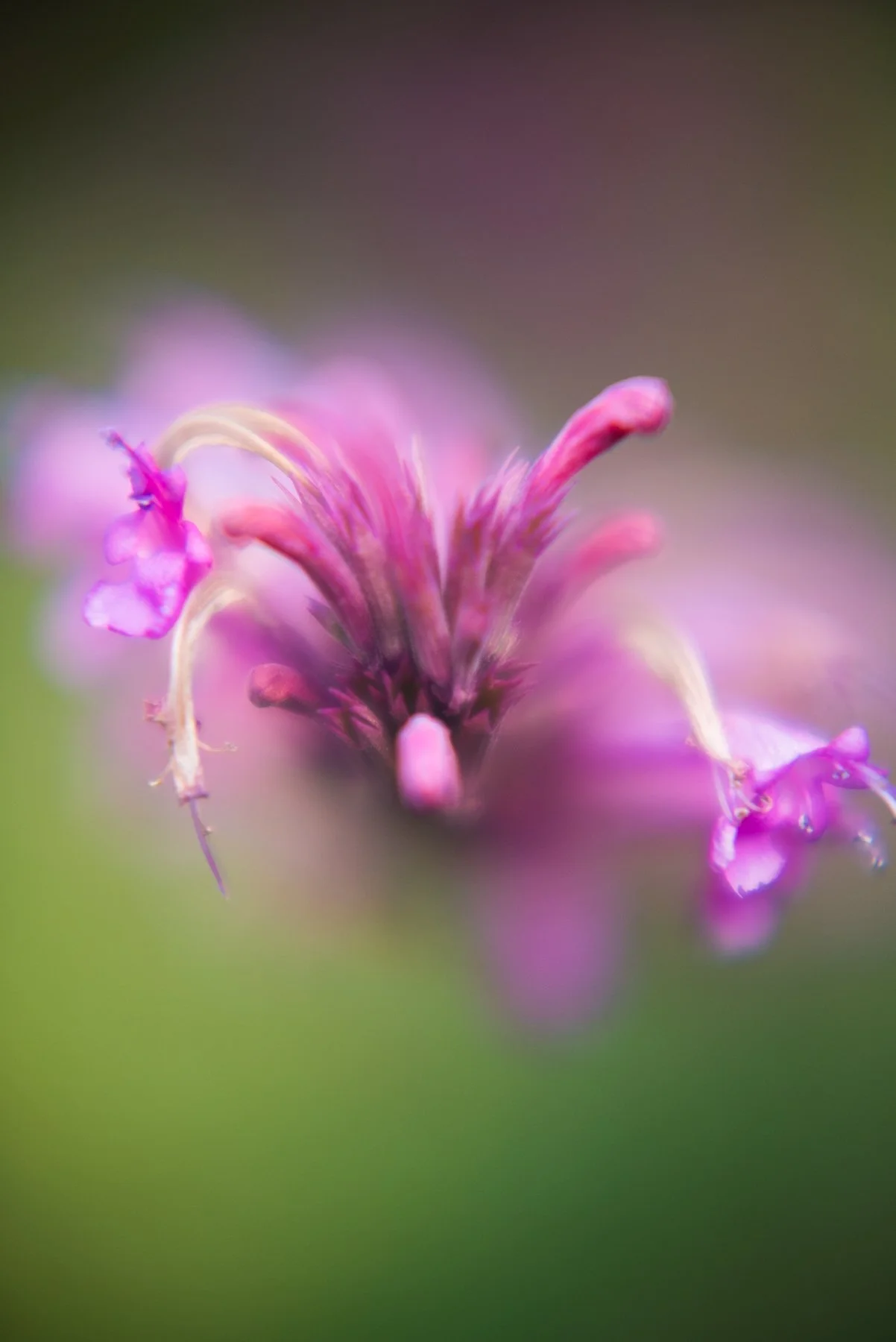 April 2018 Frogmore Gardens 015.jpg