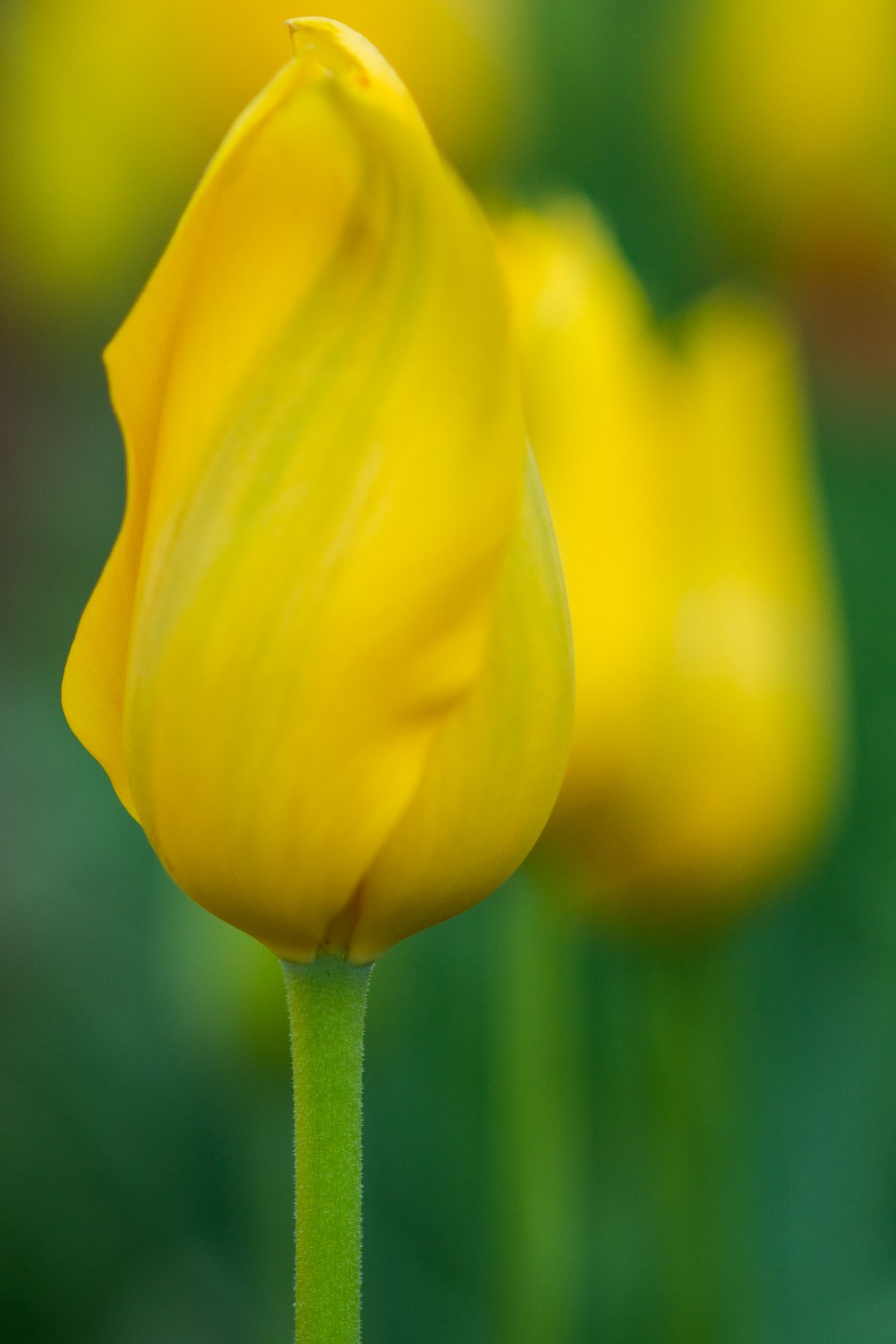 Sept 2016 Tessalaar Tulips 024.jpg