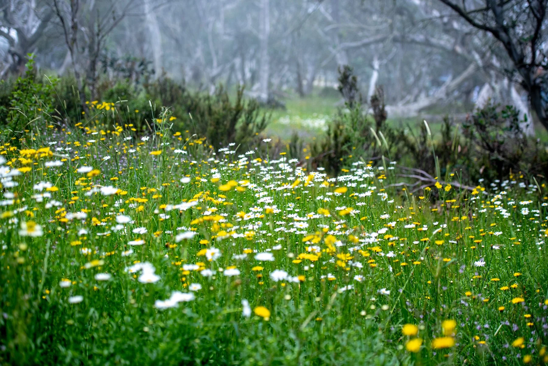 Jan 2019 Mt Hotham 146.jpg