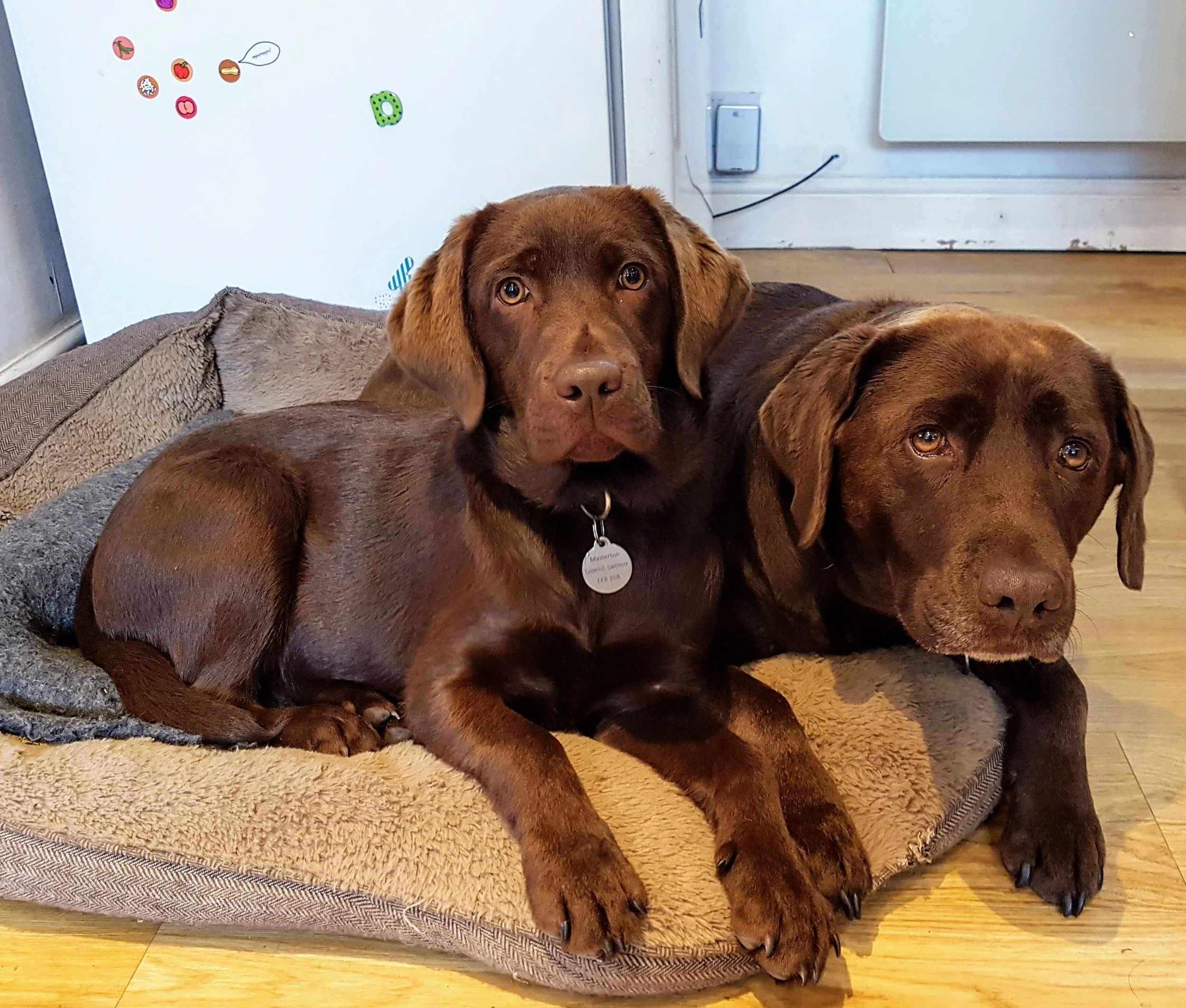 Two Chocolate Labradors Broarran Drymen.jpg